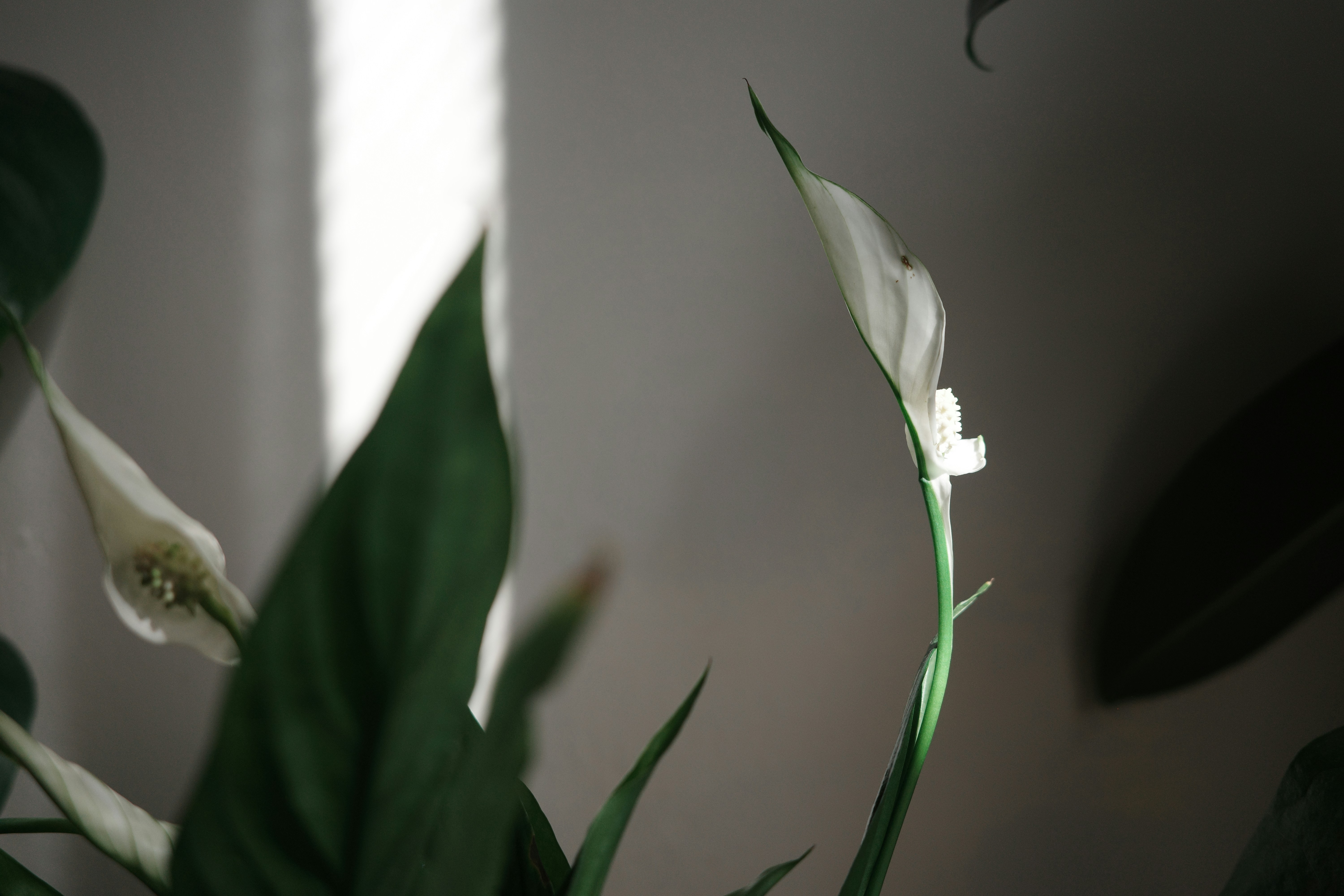 Photo by virginiaphotostories