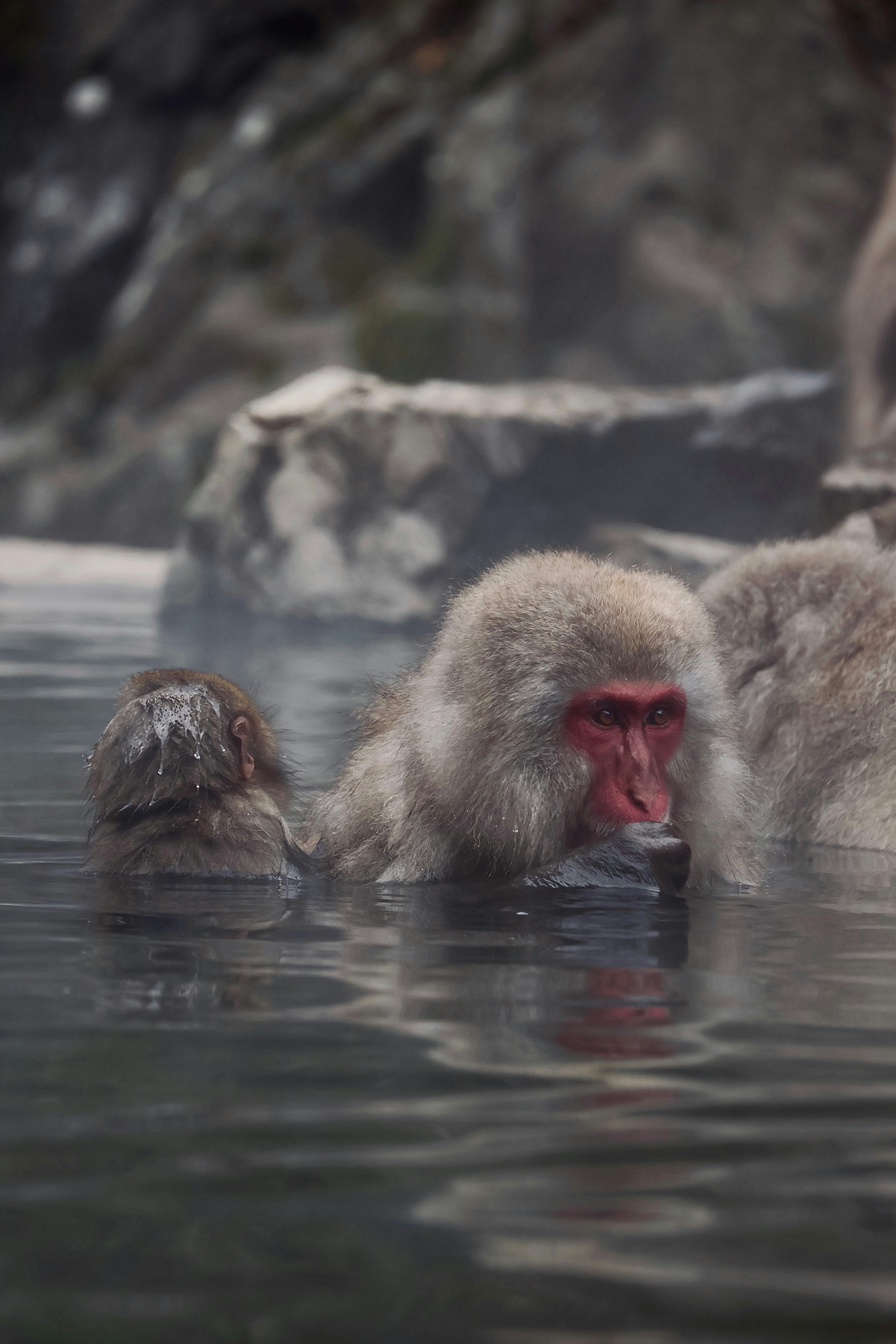 Japanese macaques relaxing in a hot spring. photo – Free Animal Image ...