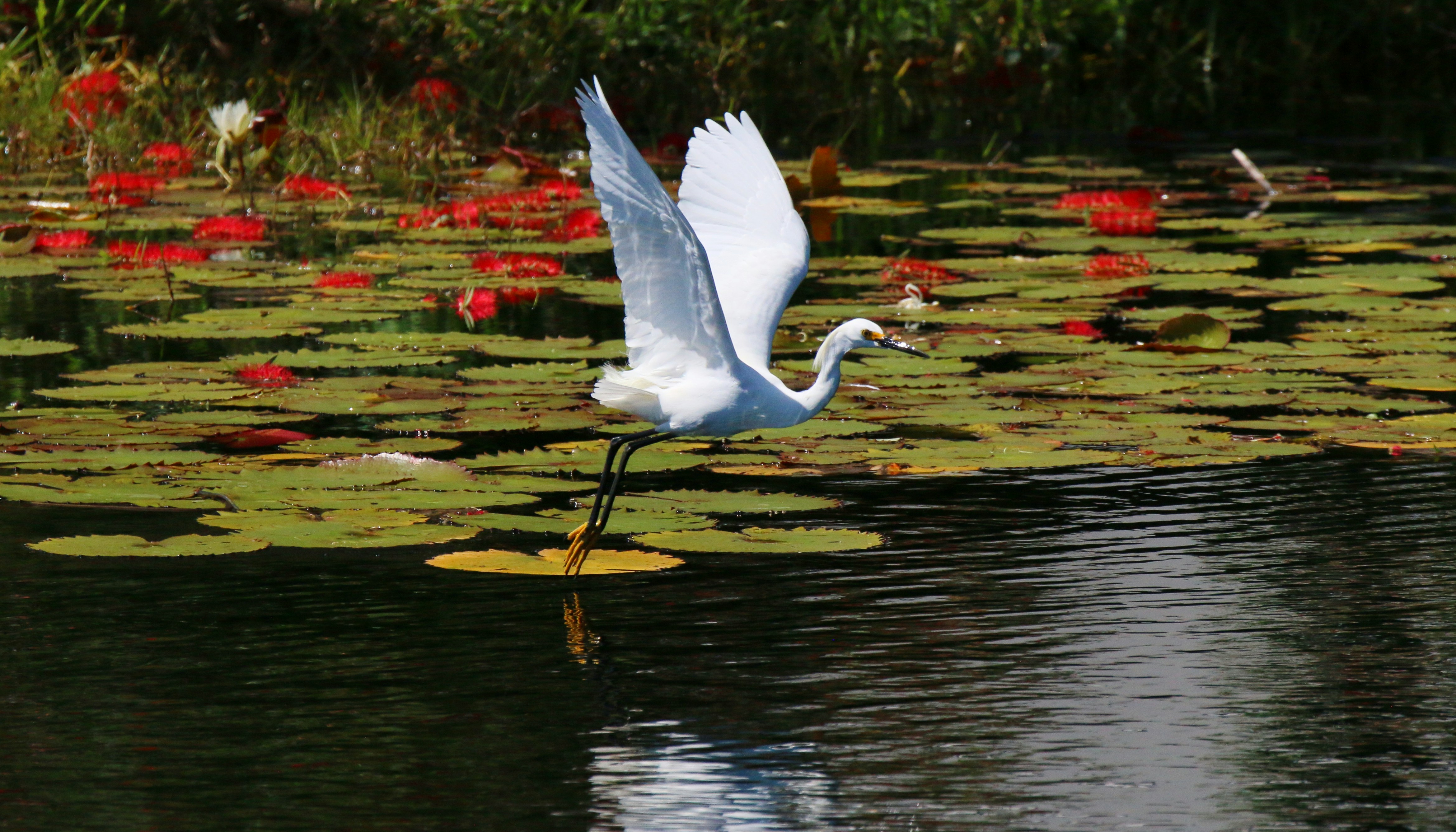 Photo by goldenplover31