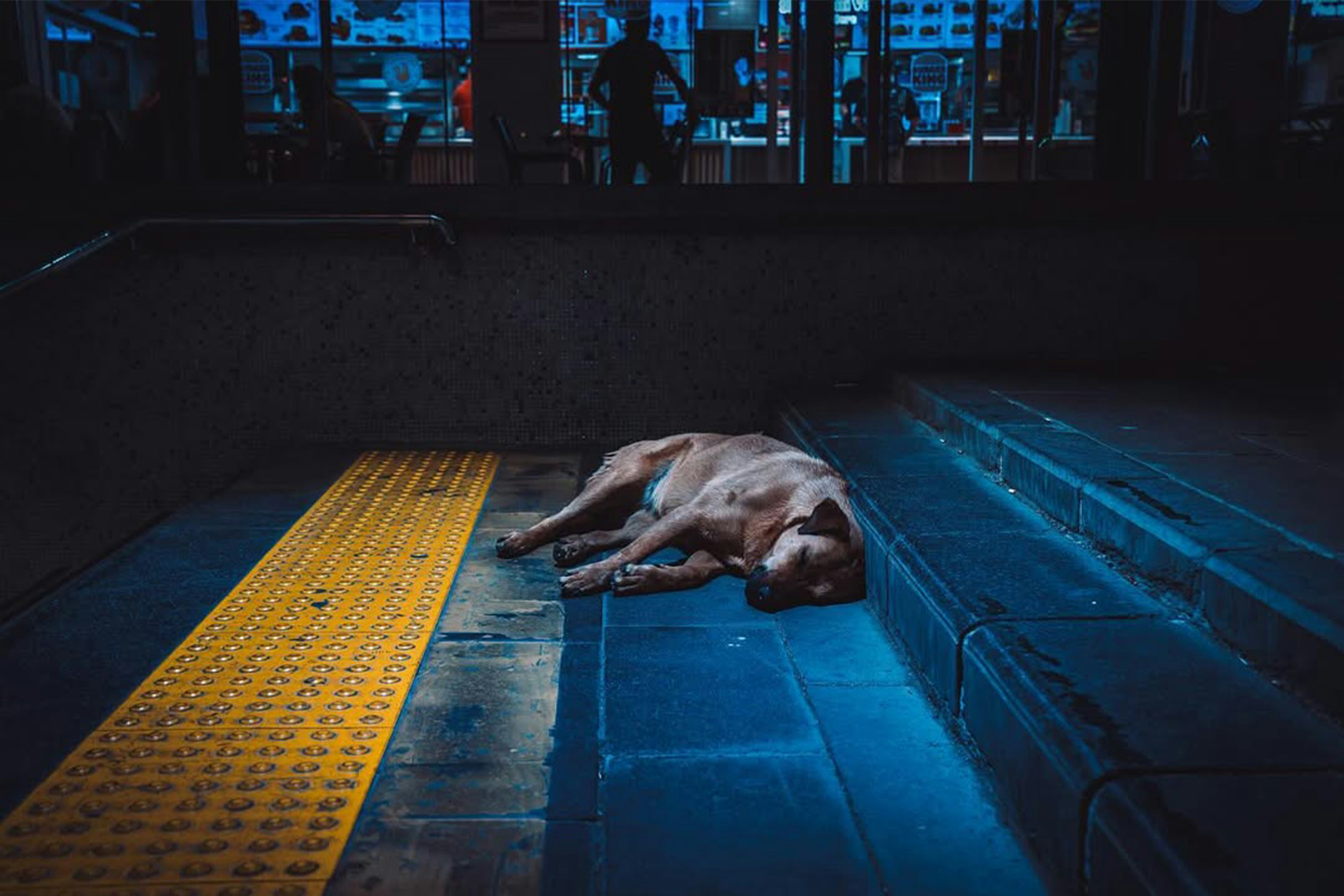 What Your Dog’s Sleep Habits Reveal