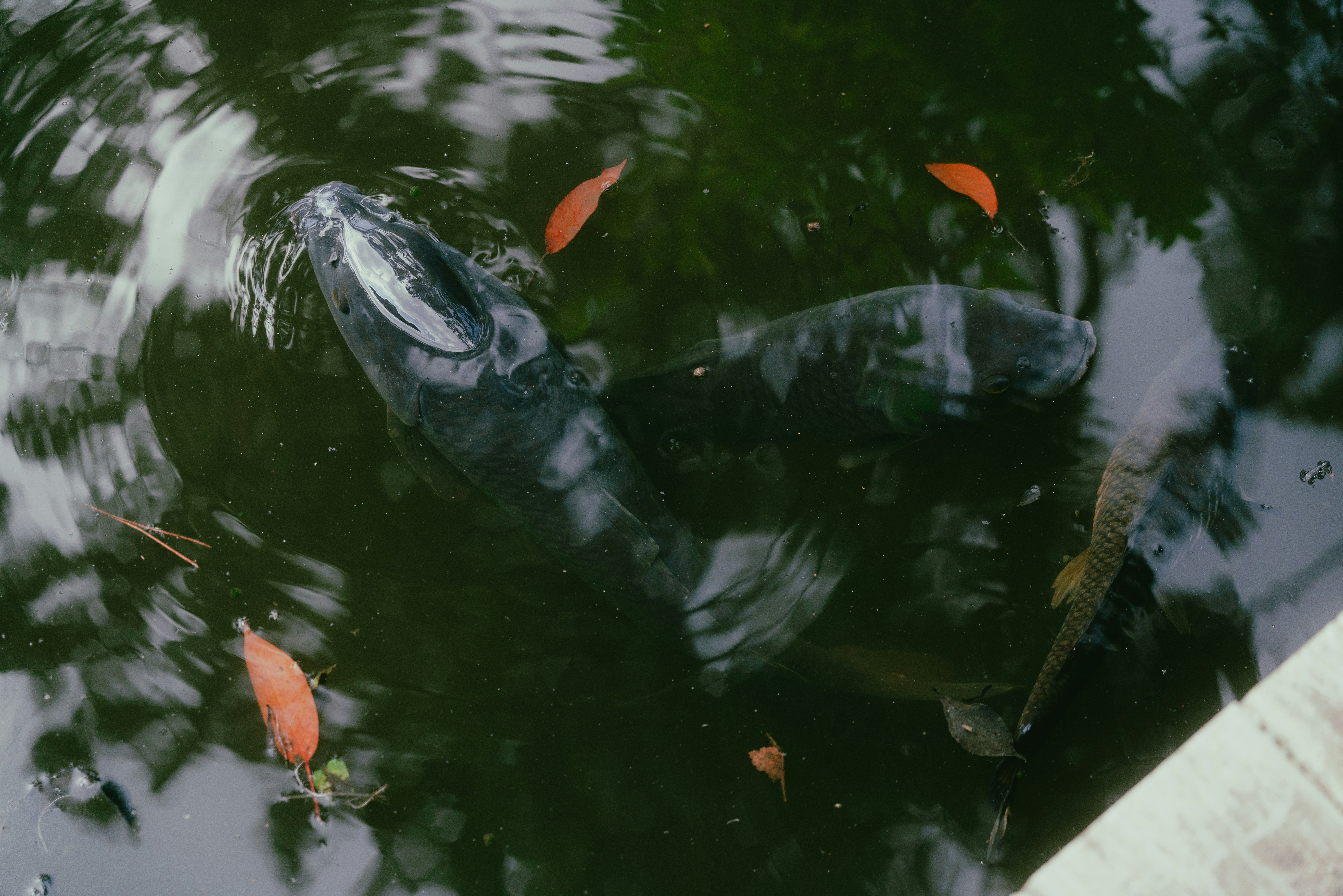 Photo by black_banner