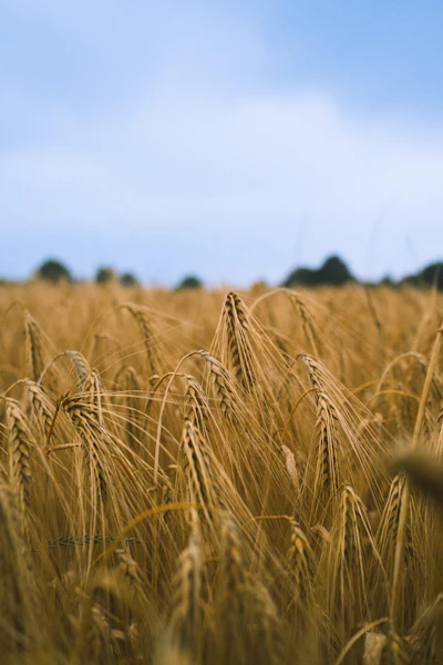 Golden agricultural field, representing animal nutrition sourcing