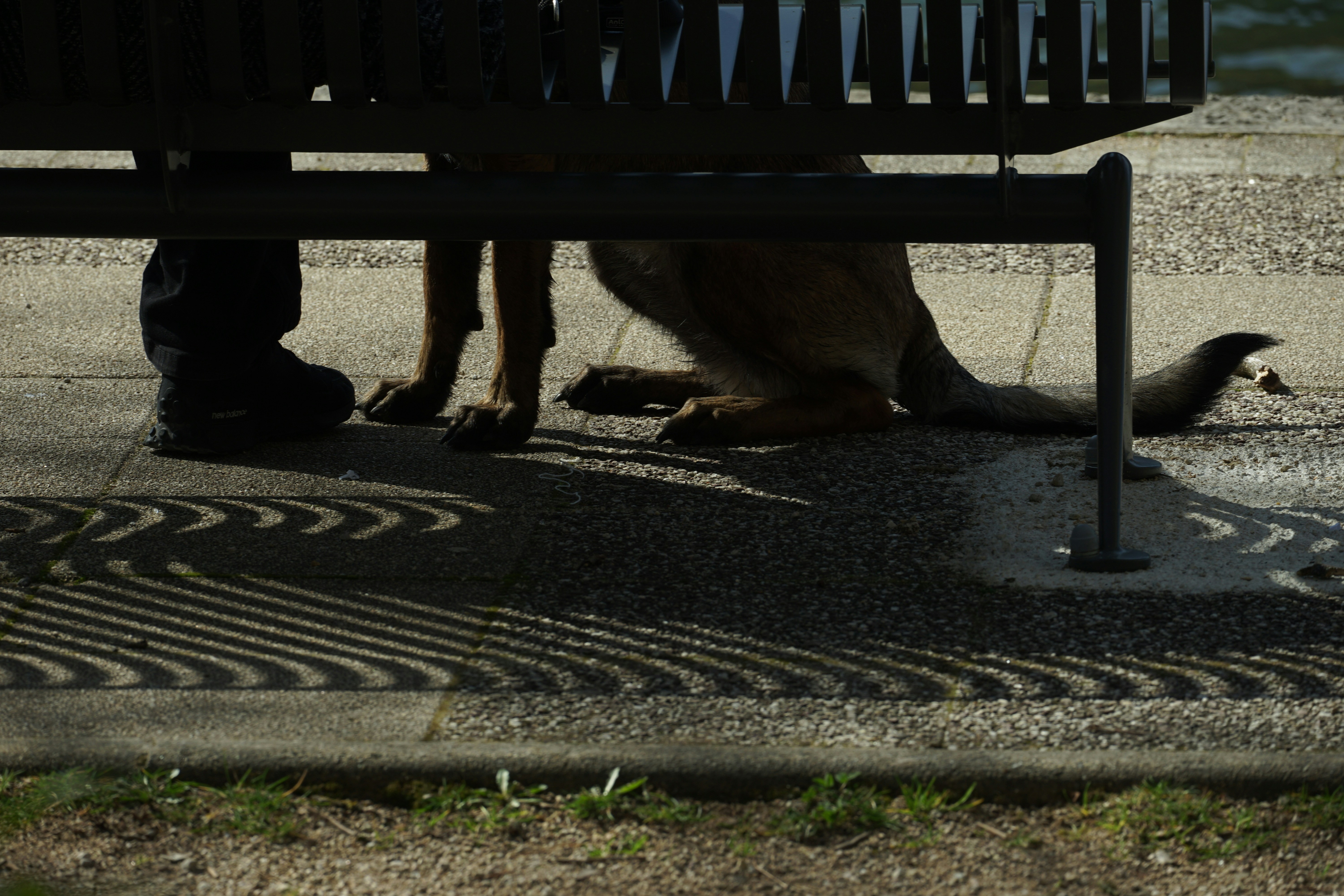 A dog sits under a park bench.