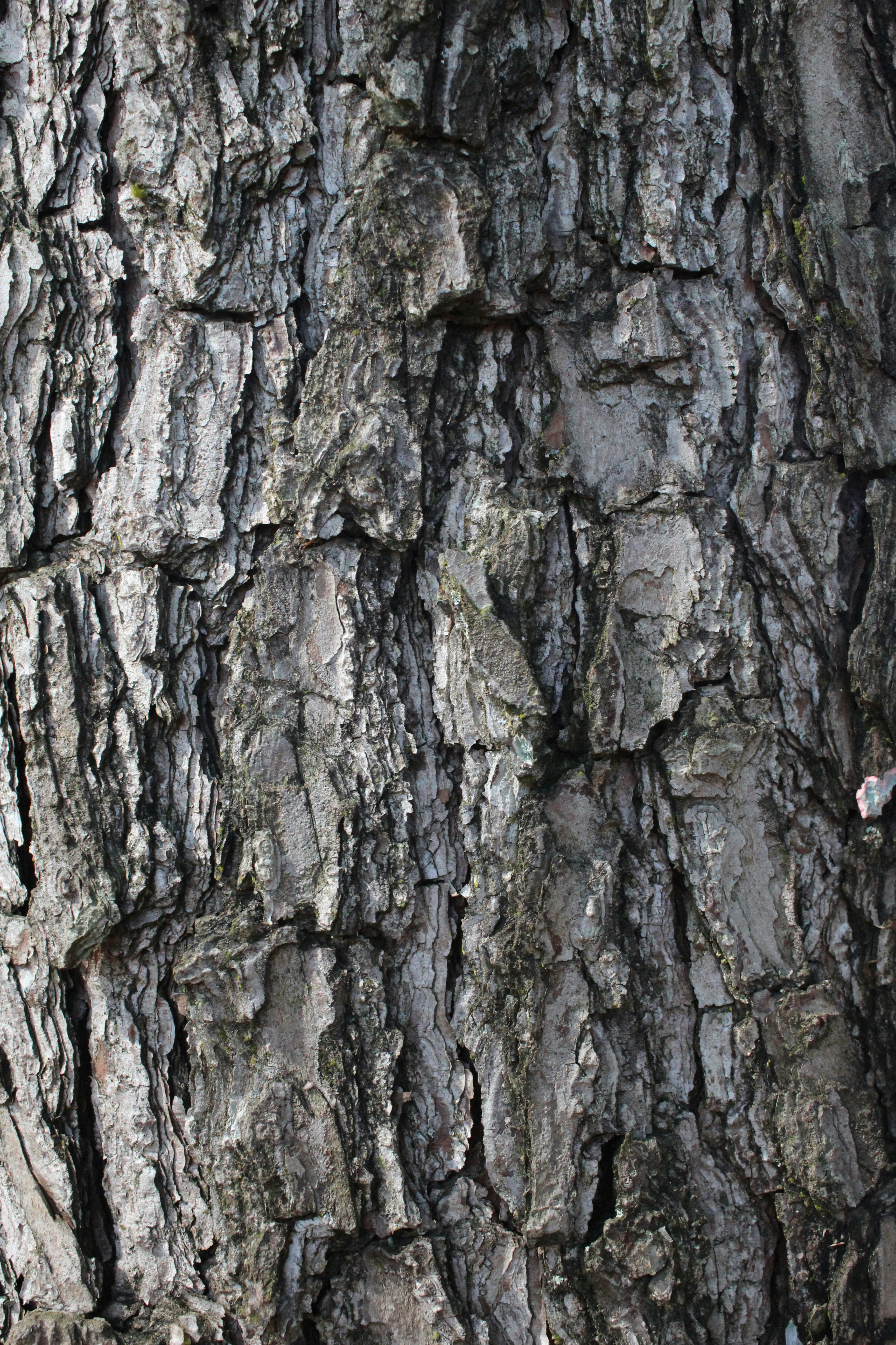 Photo by anascheffer