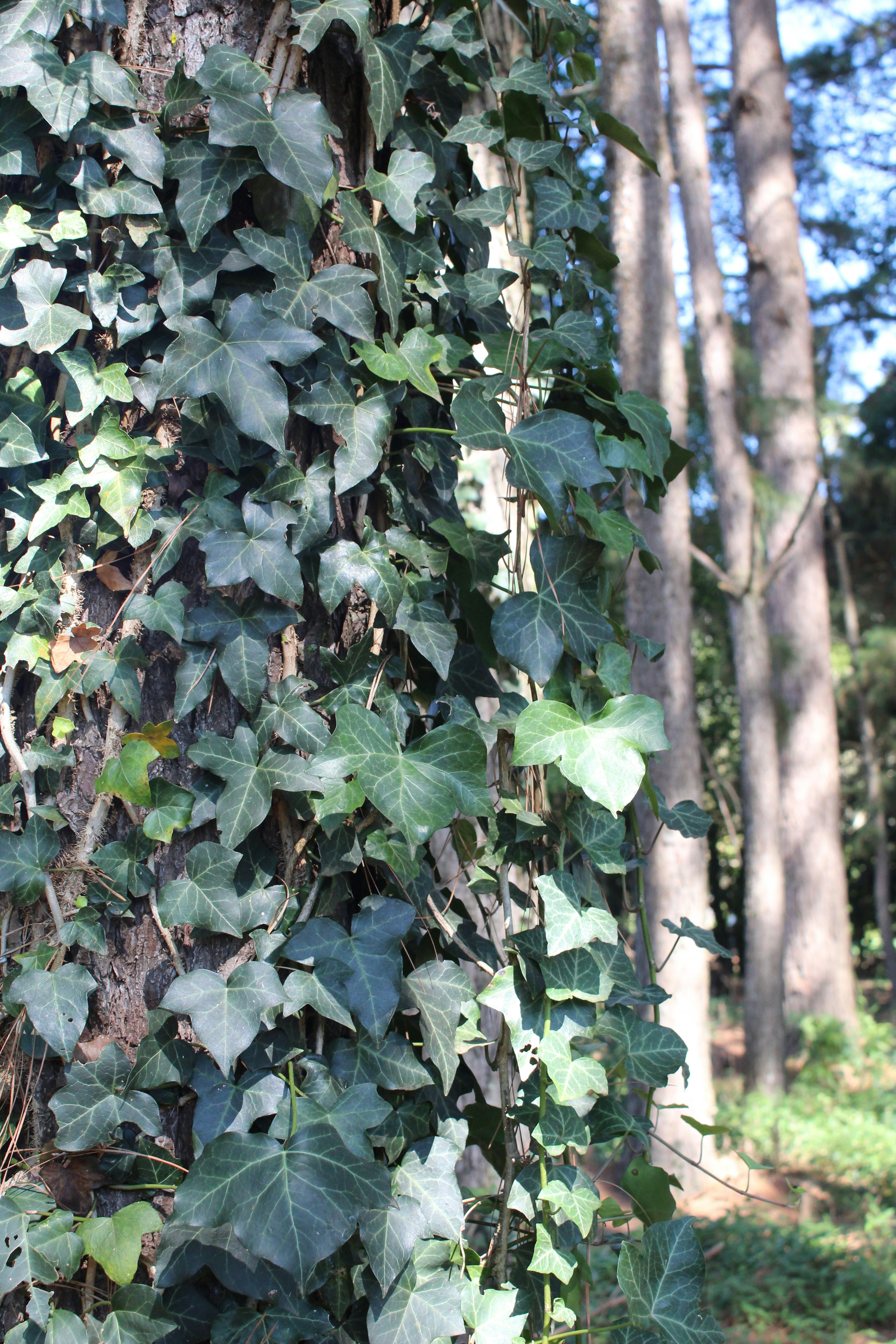 Photo by anascheffer