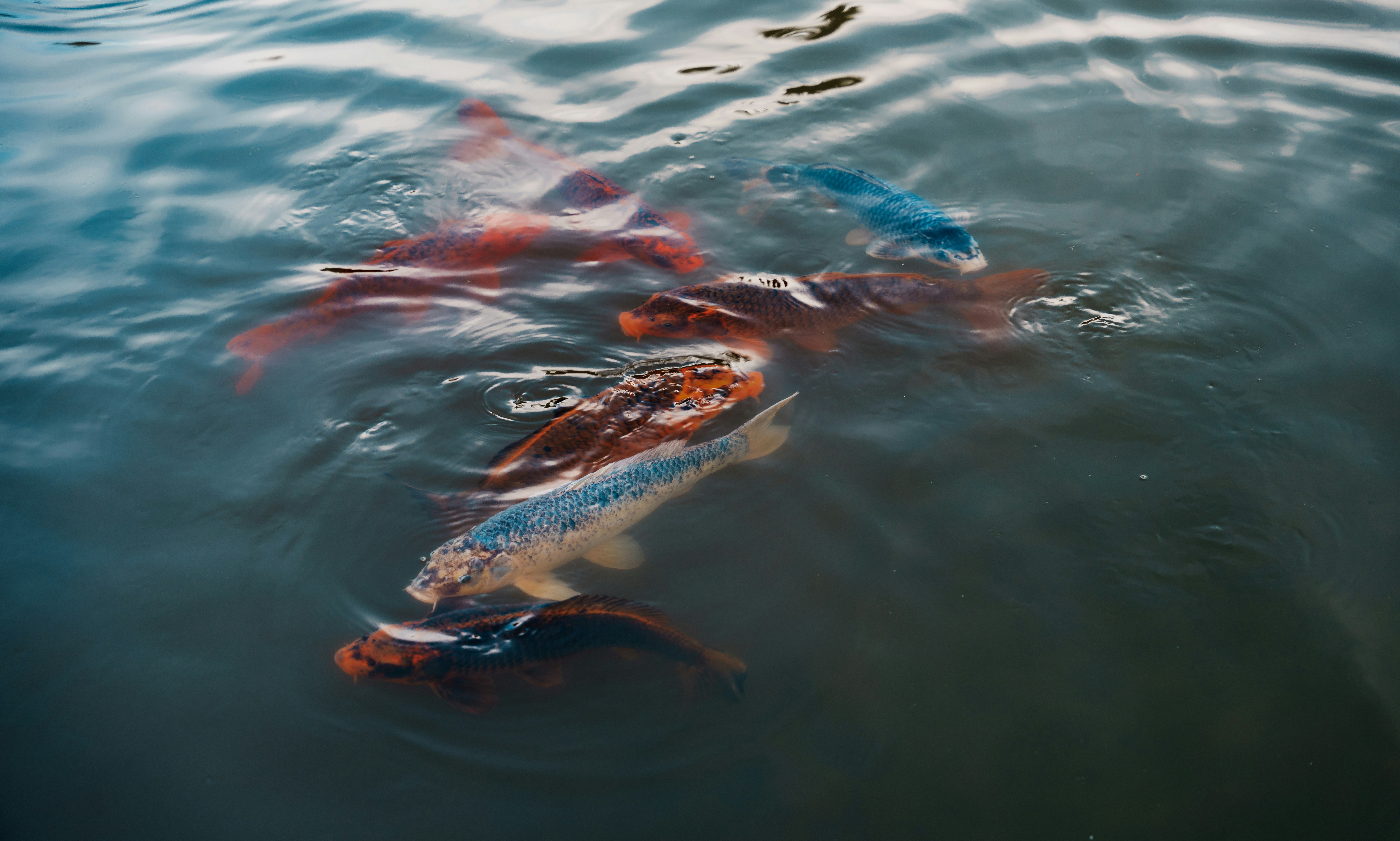 Ikan koi berwarna-warni berenang di air.
