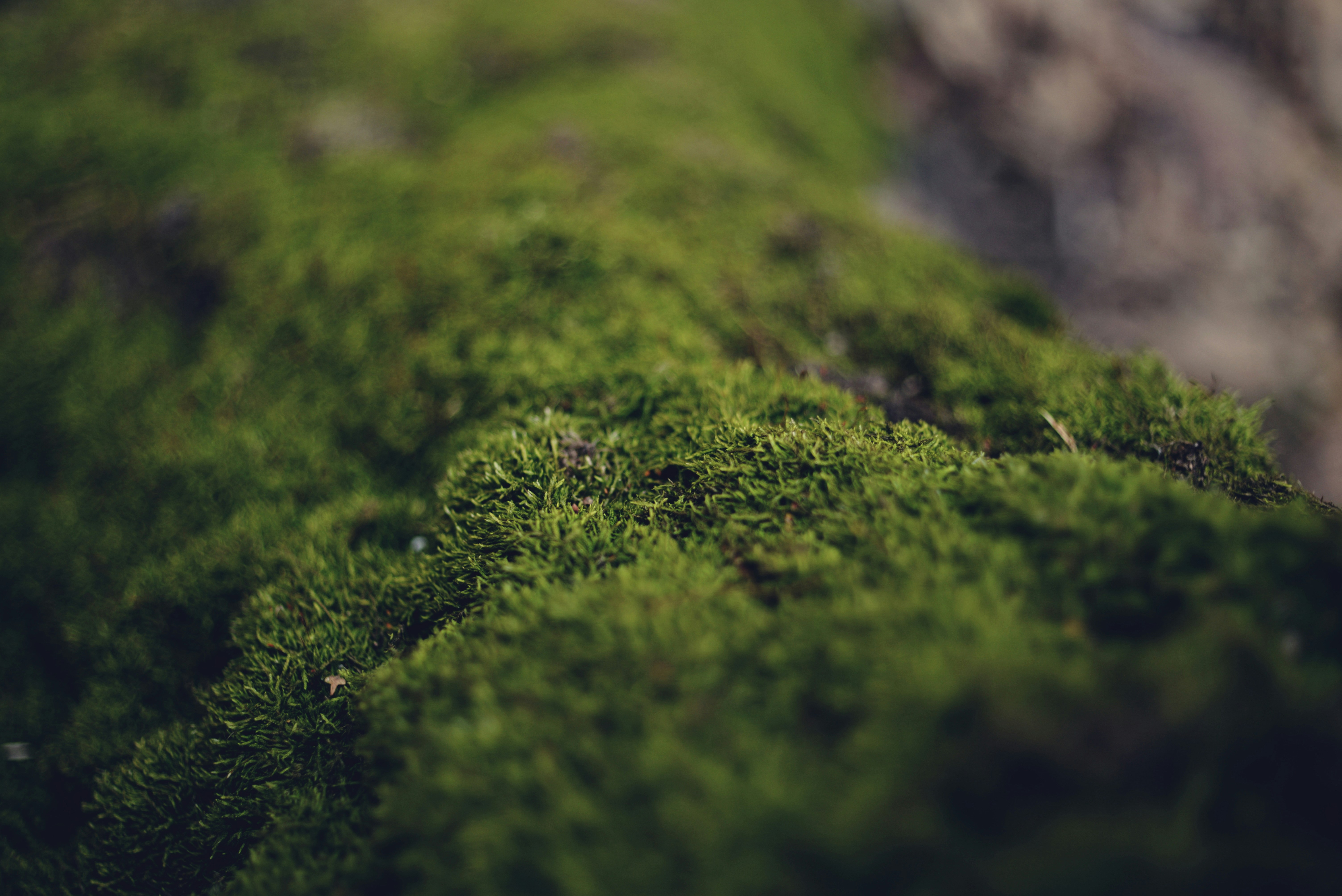 Photo by cherstve_pechivo