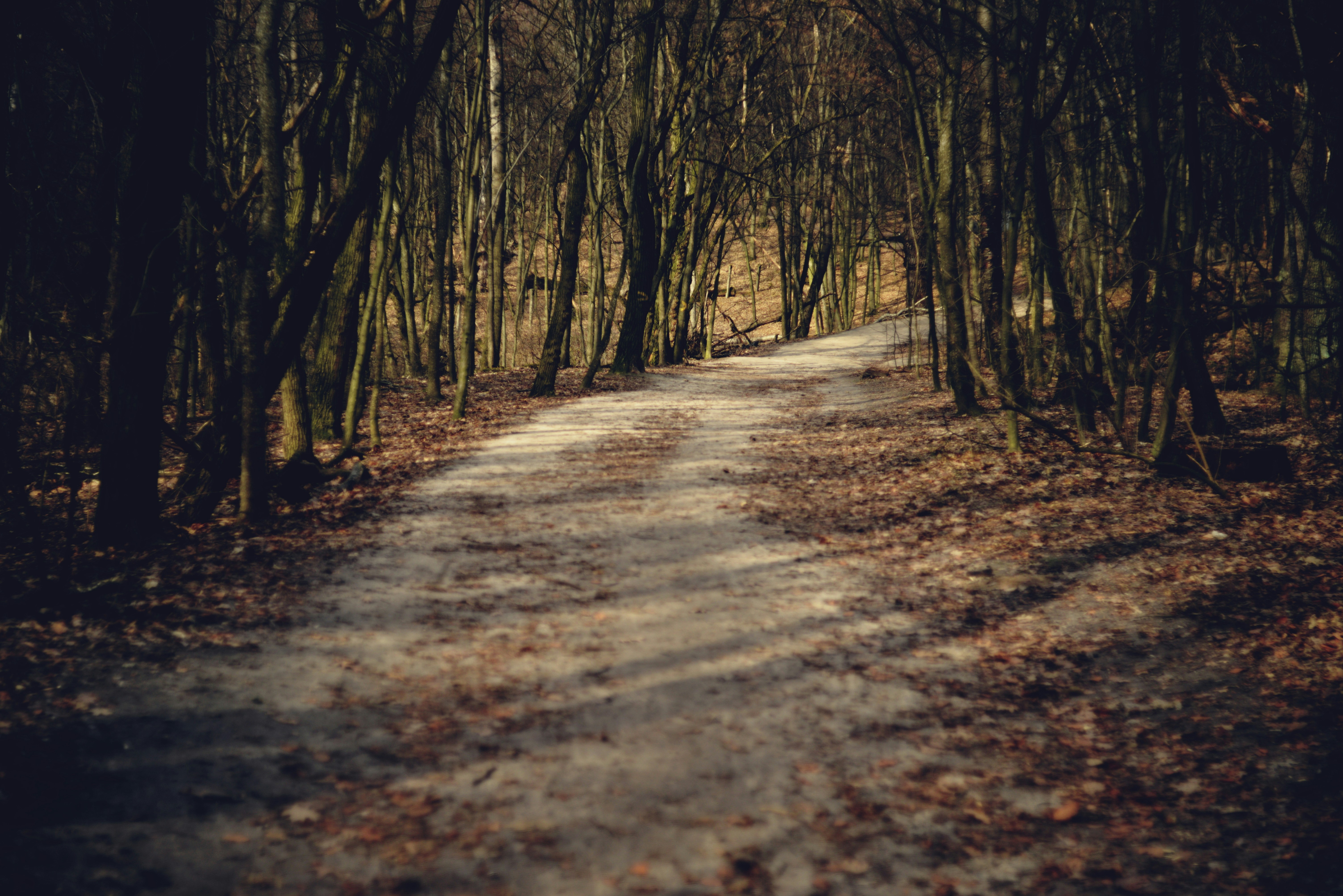 A dirt path winds through a dark forest. photo – Free Forest Image on  Unsplash, image size:3000x2003