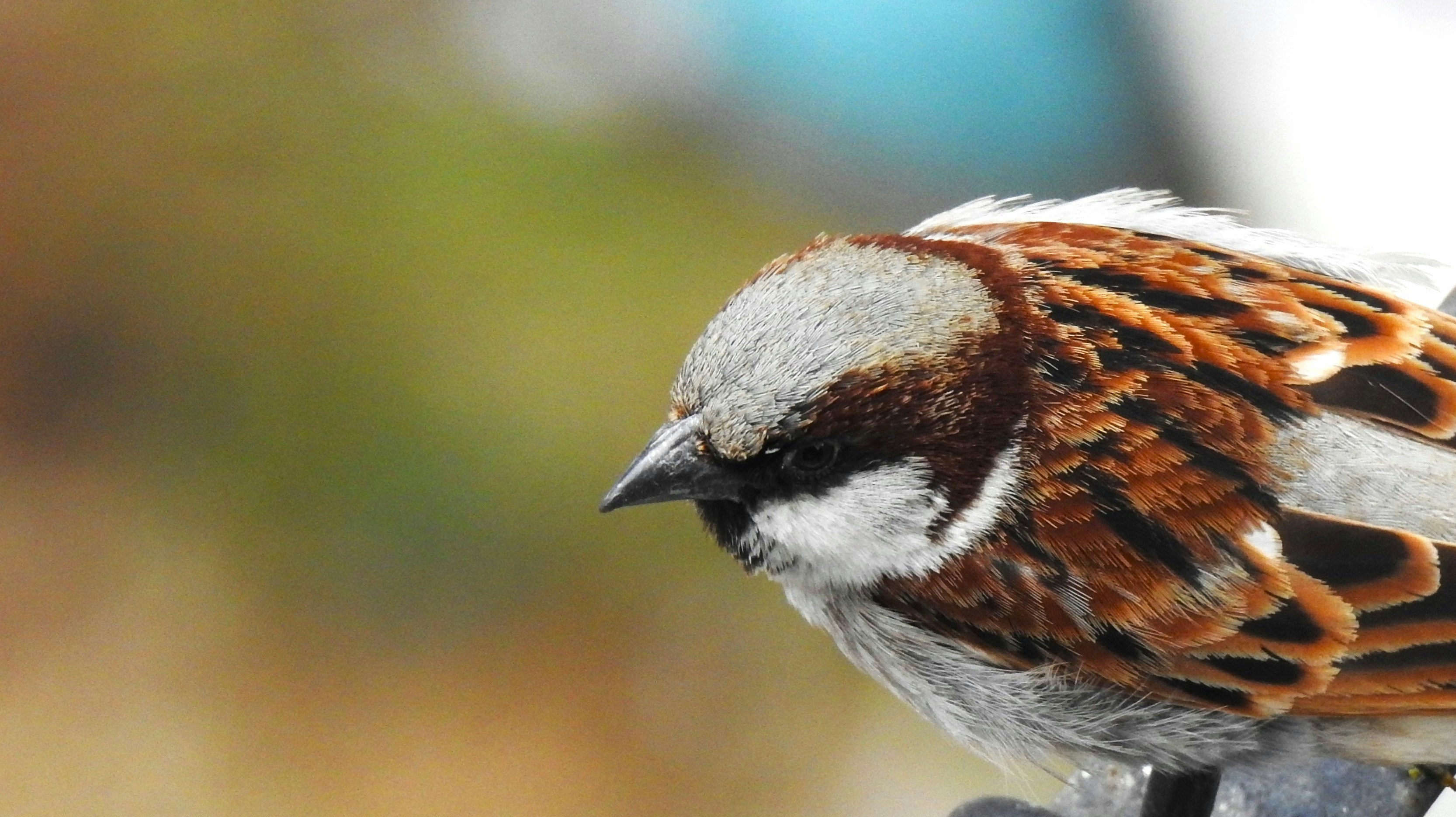 A close-up shot of a sparrow bird.