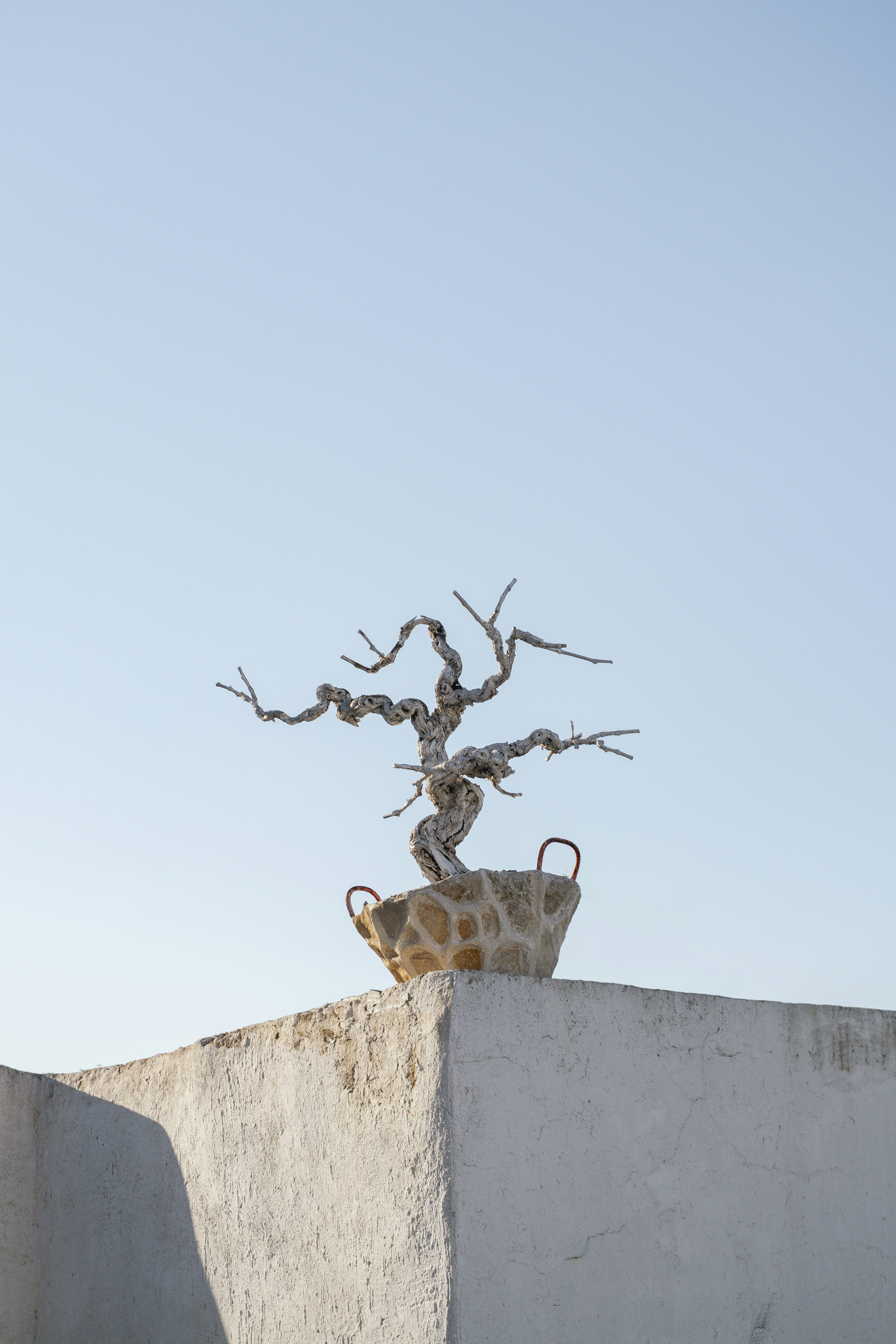 A weathered, gnarled bonsai sits in a stone basket atop a white plaster wall, framed against a clear blue sky.