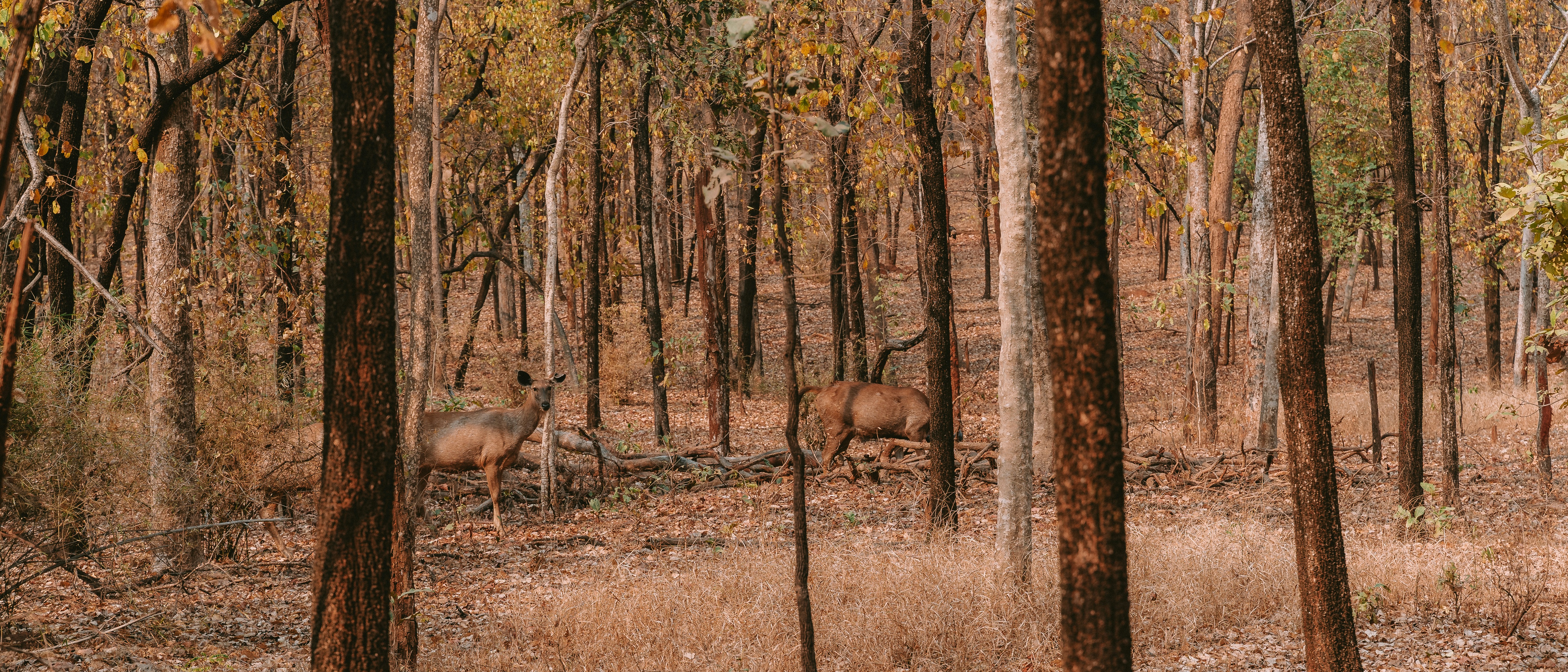 Deer stand in a forest clearing.