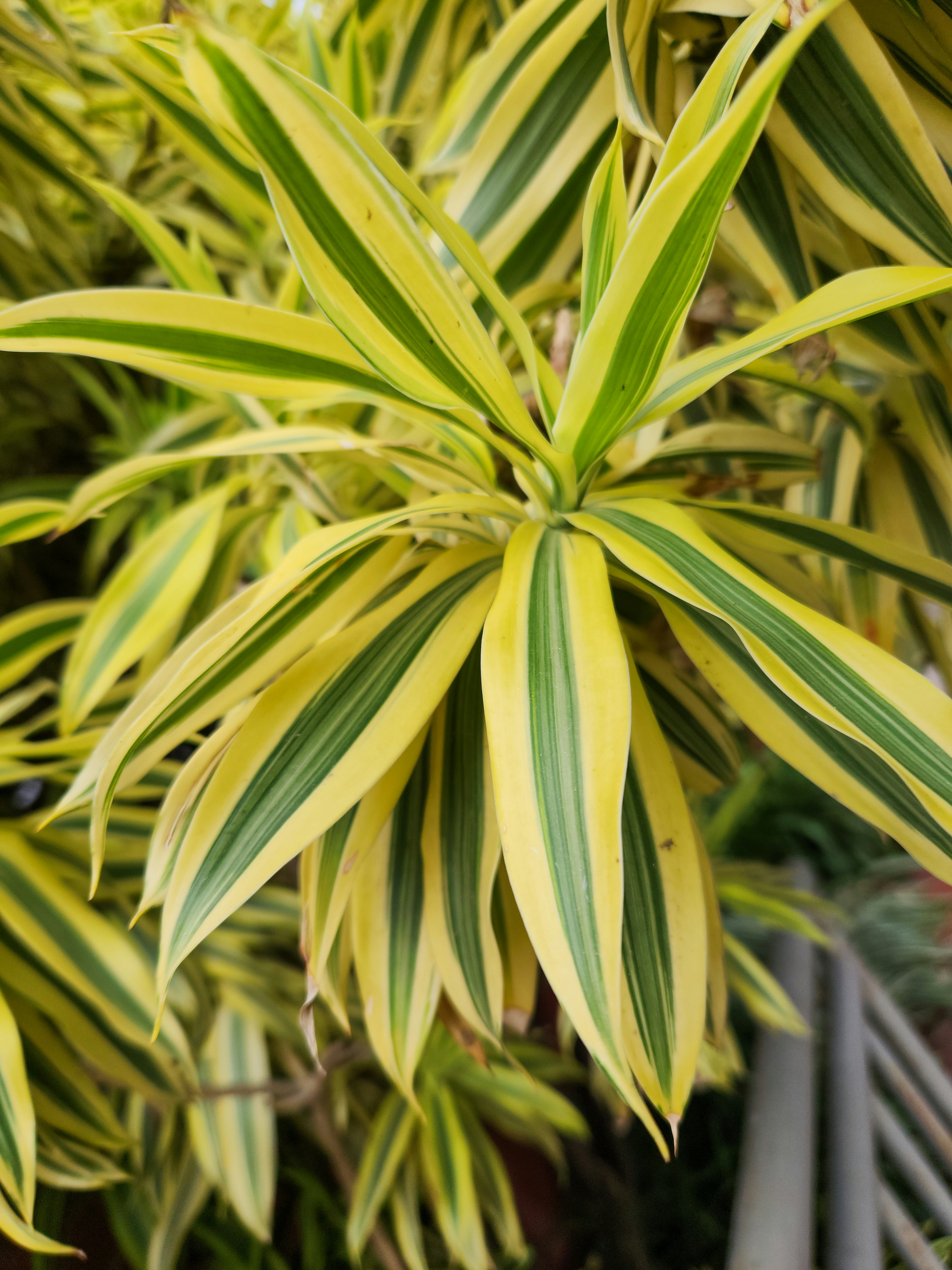 Photo by zoshuacolah