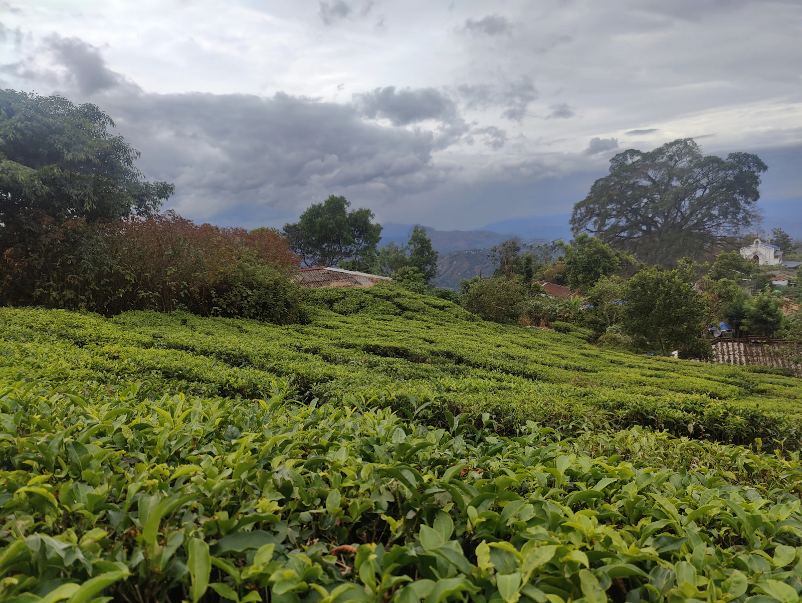 Tea fields and wooded hills under cloud in Munnar