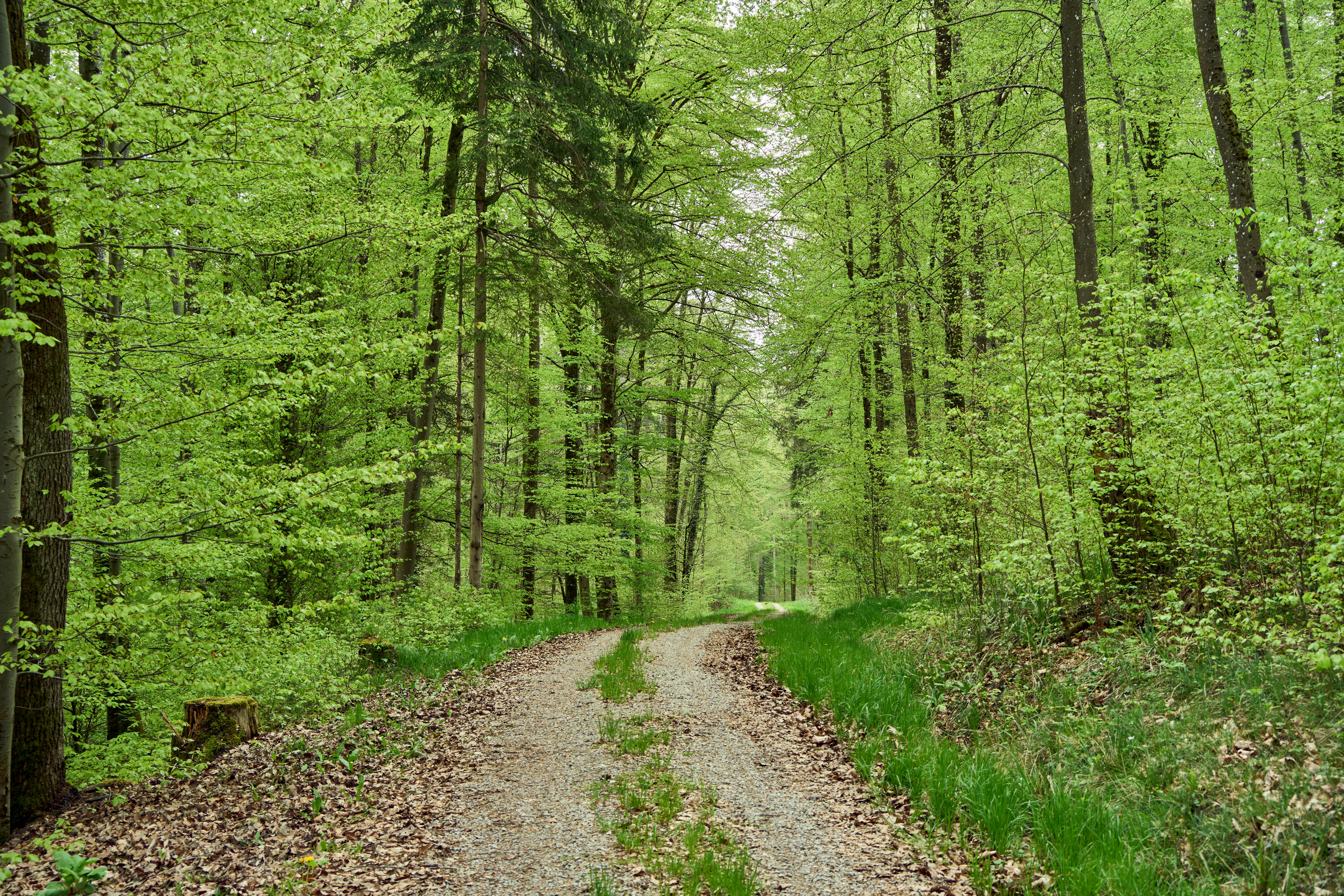 Photo by wolfgang_hasselmann