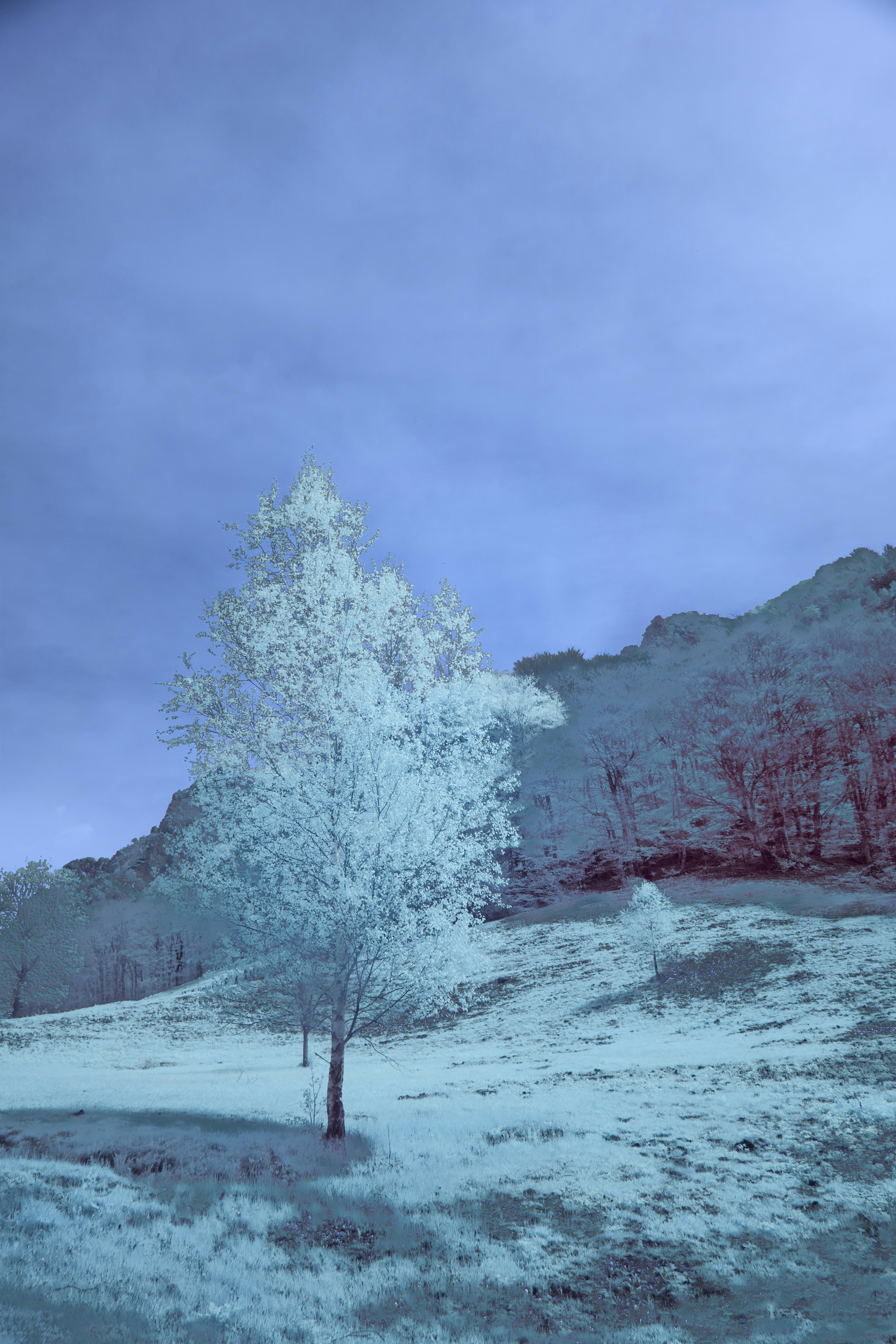 Photo by wolfgang_hasselmann