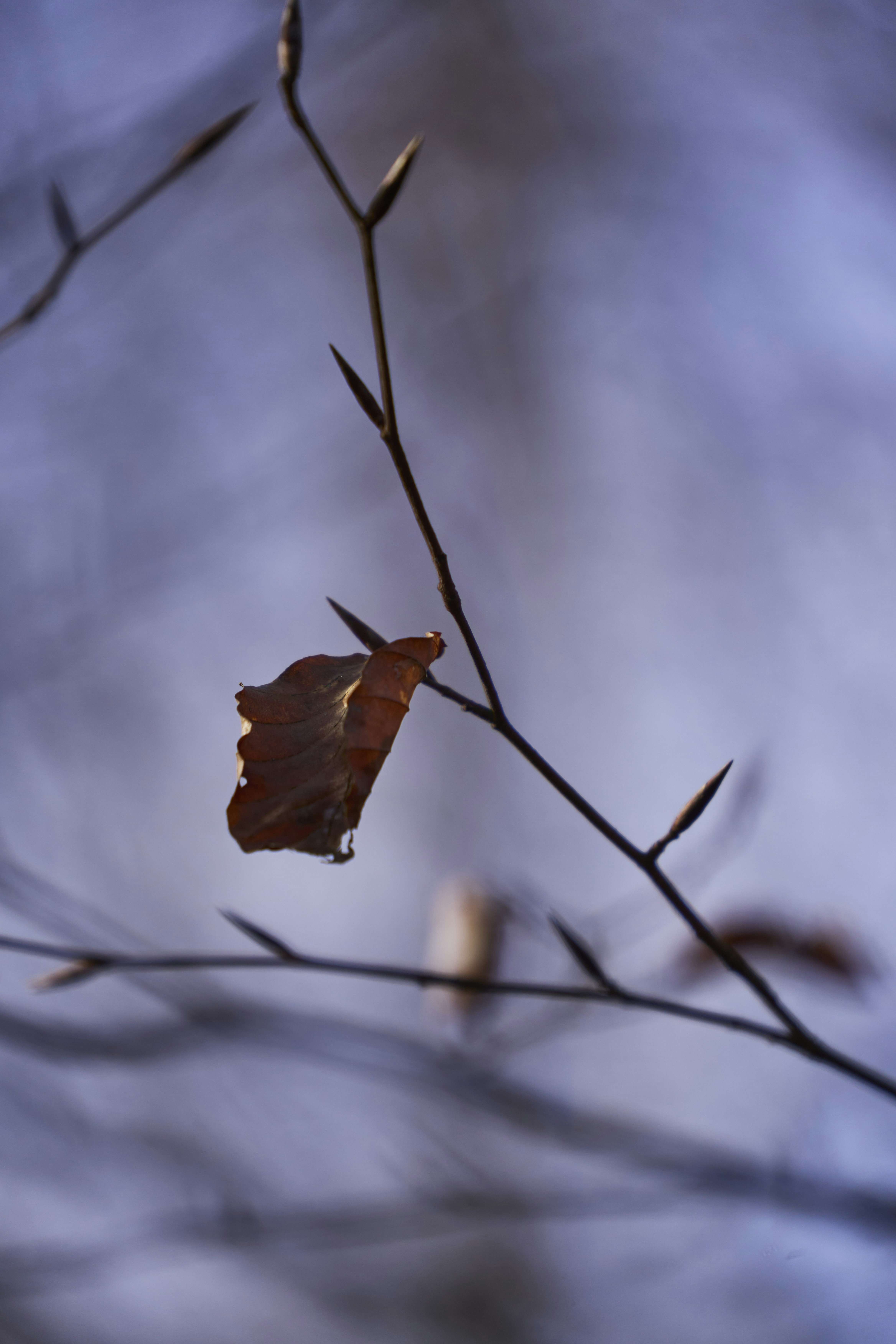 Photo by wolfgang_hasselmann