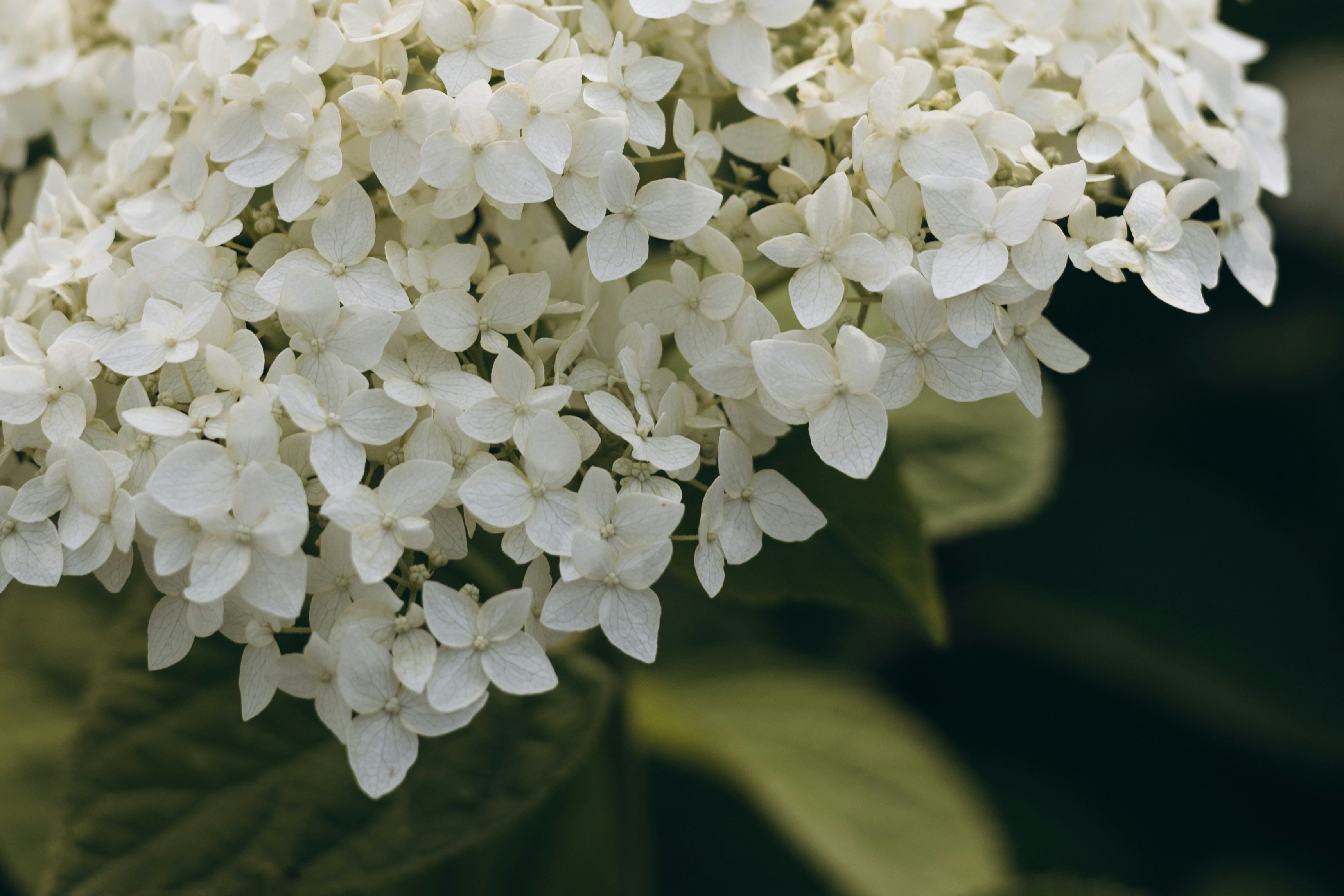 Photo by korobovaphoto