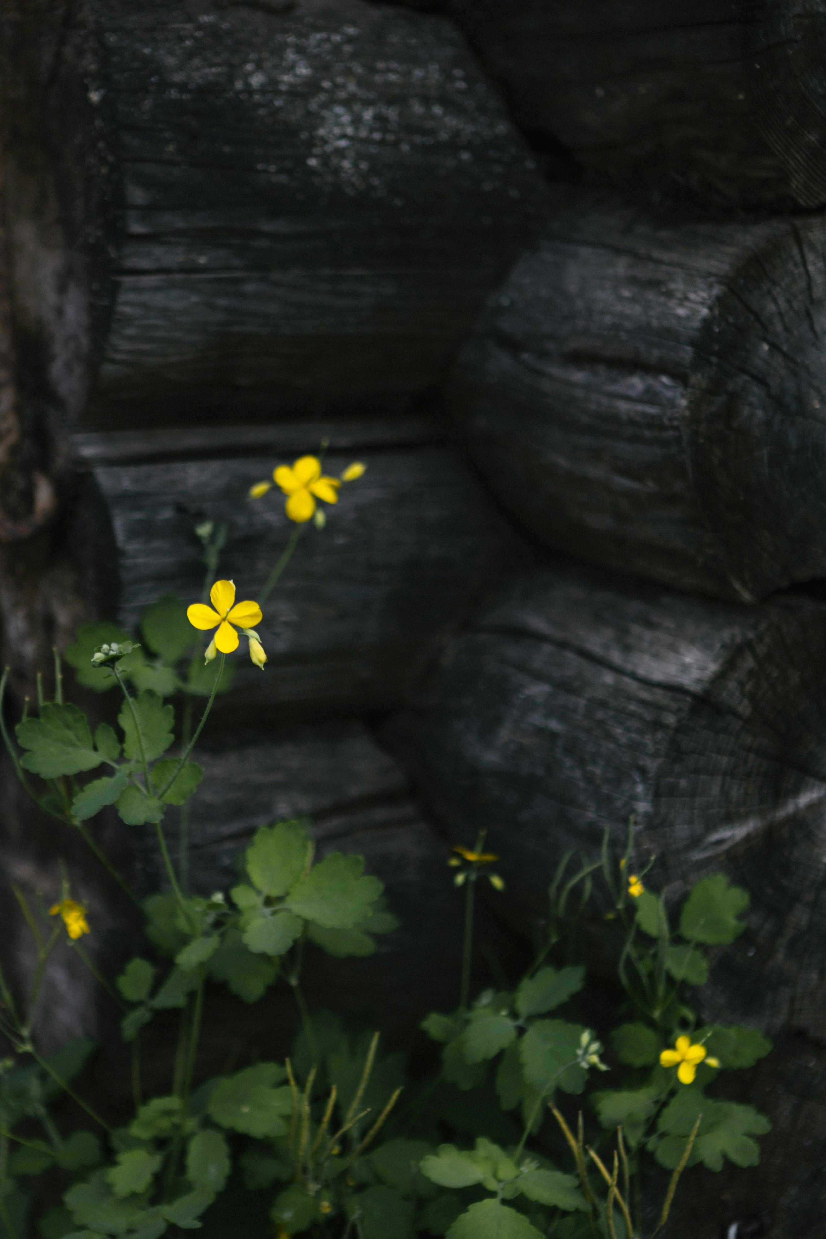 Yellow flowers bloom by a weathered log cabin
