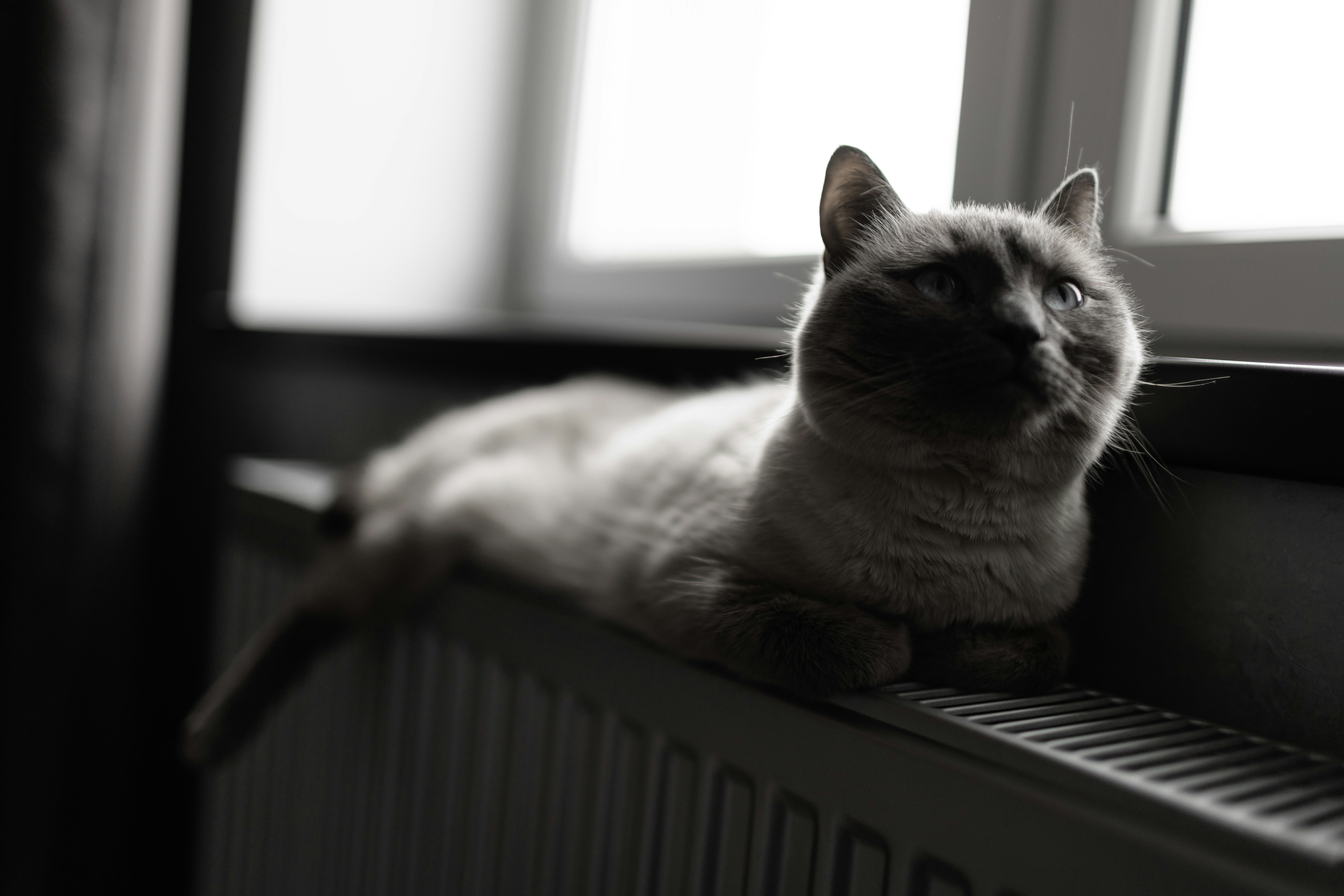 A cat rests on a radiator near the window.
