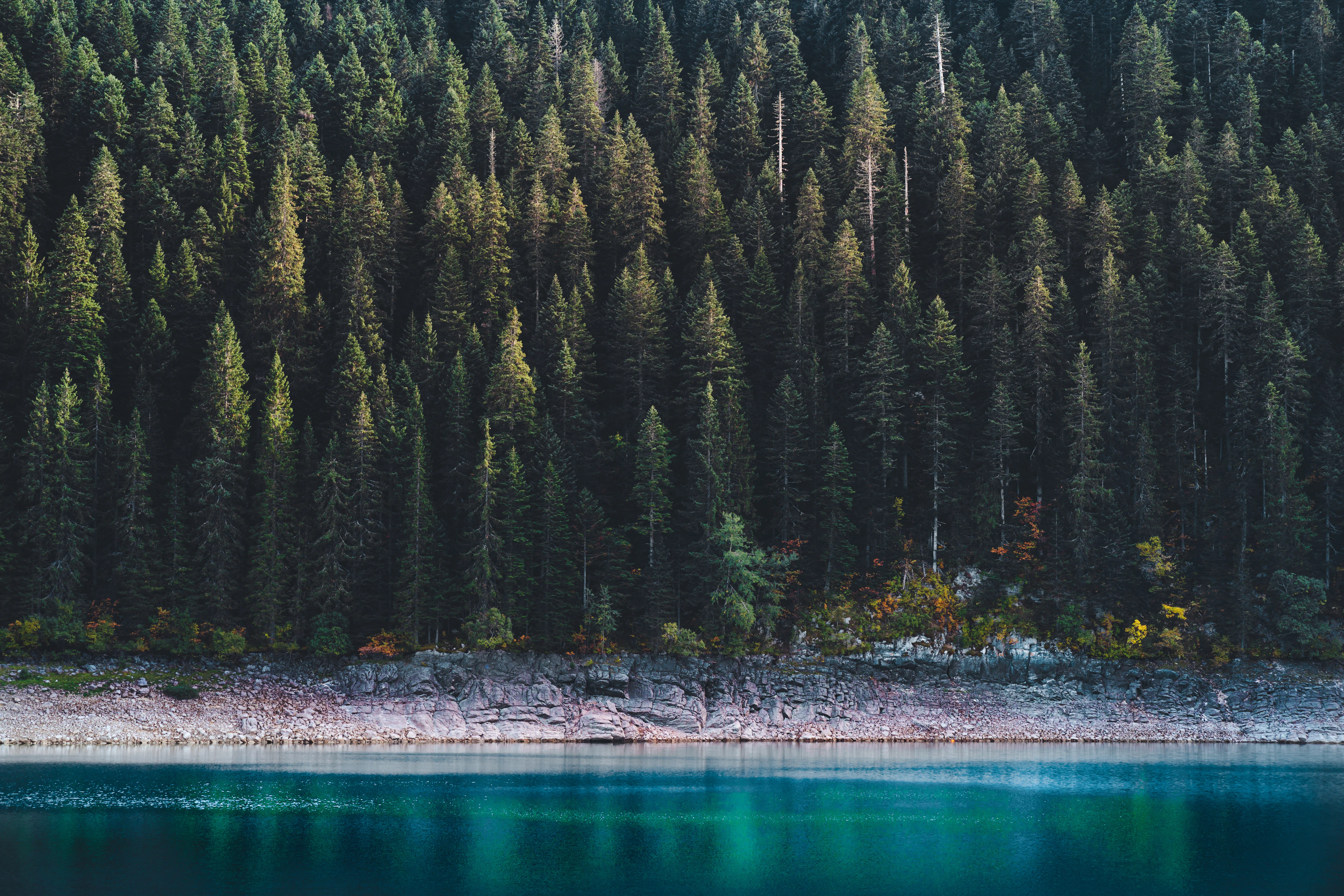 Šuma uz mirno plavo jezero