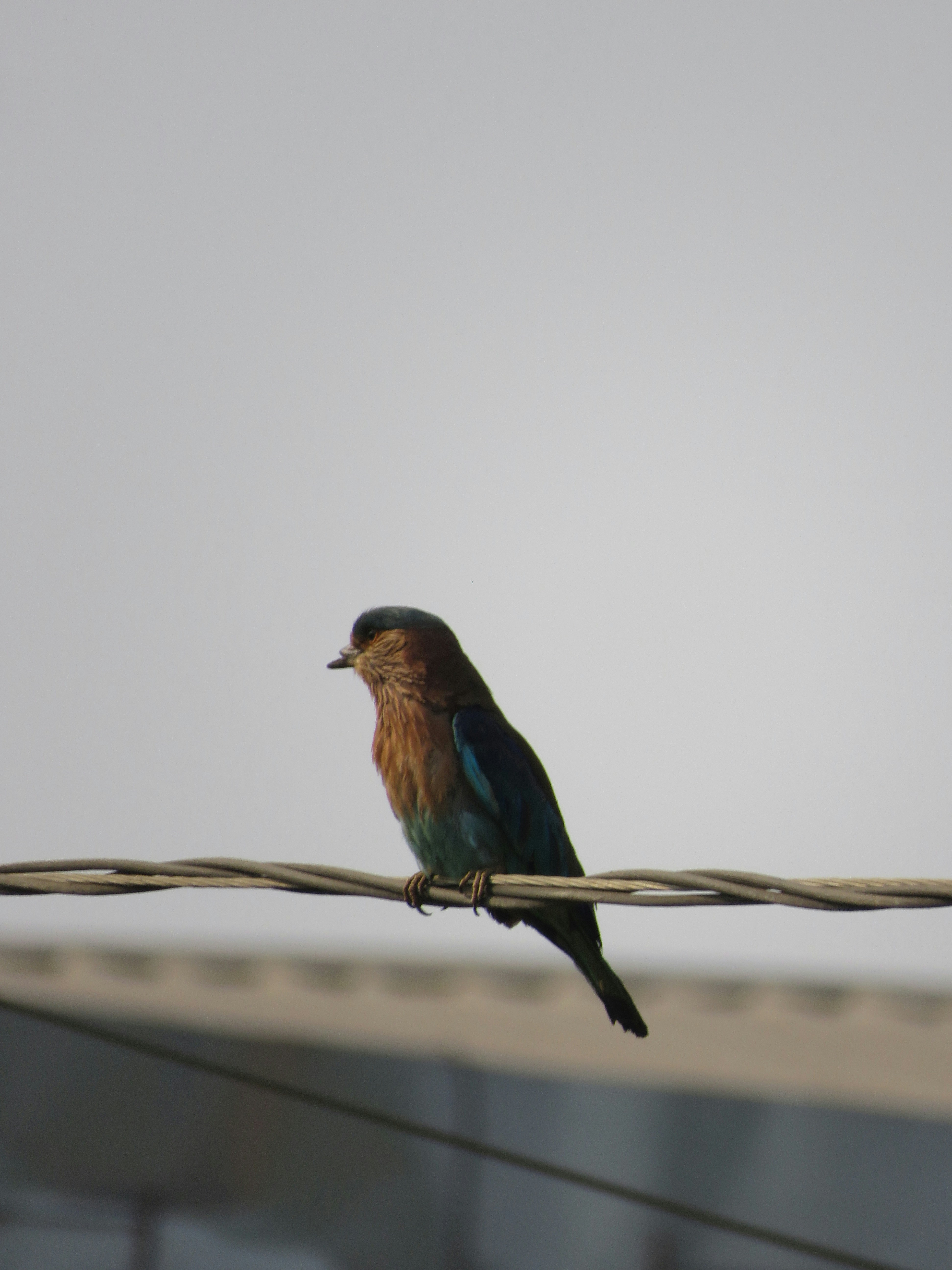 A colorful indian roller bird sits on a wire.