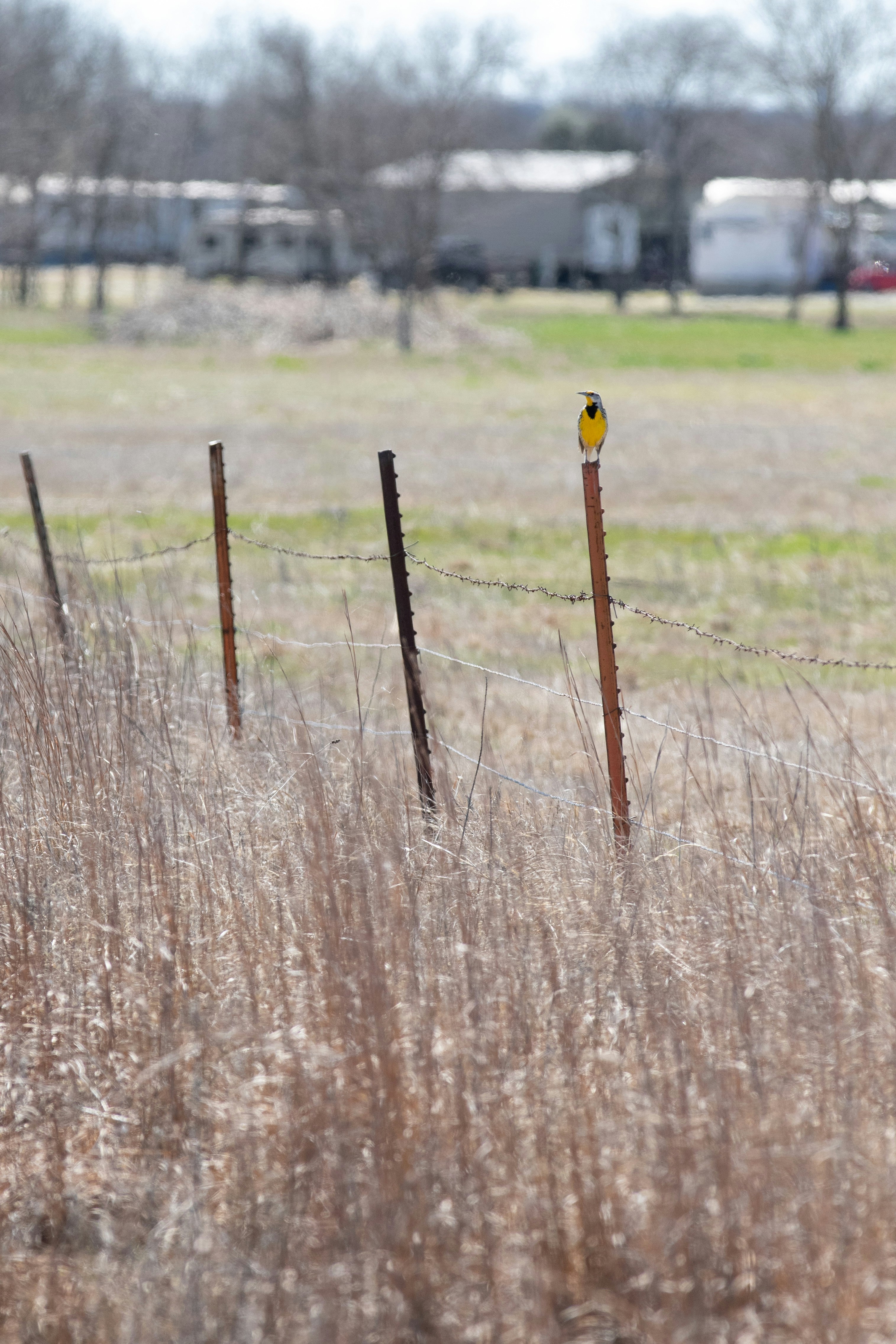 A bird sits atop a fence post in a field.