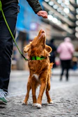 A dog eagerly waits for a treat.