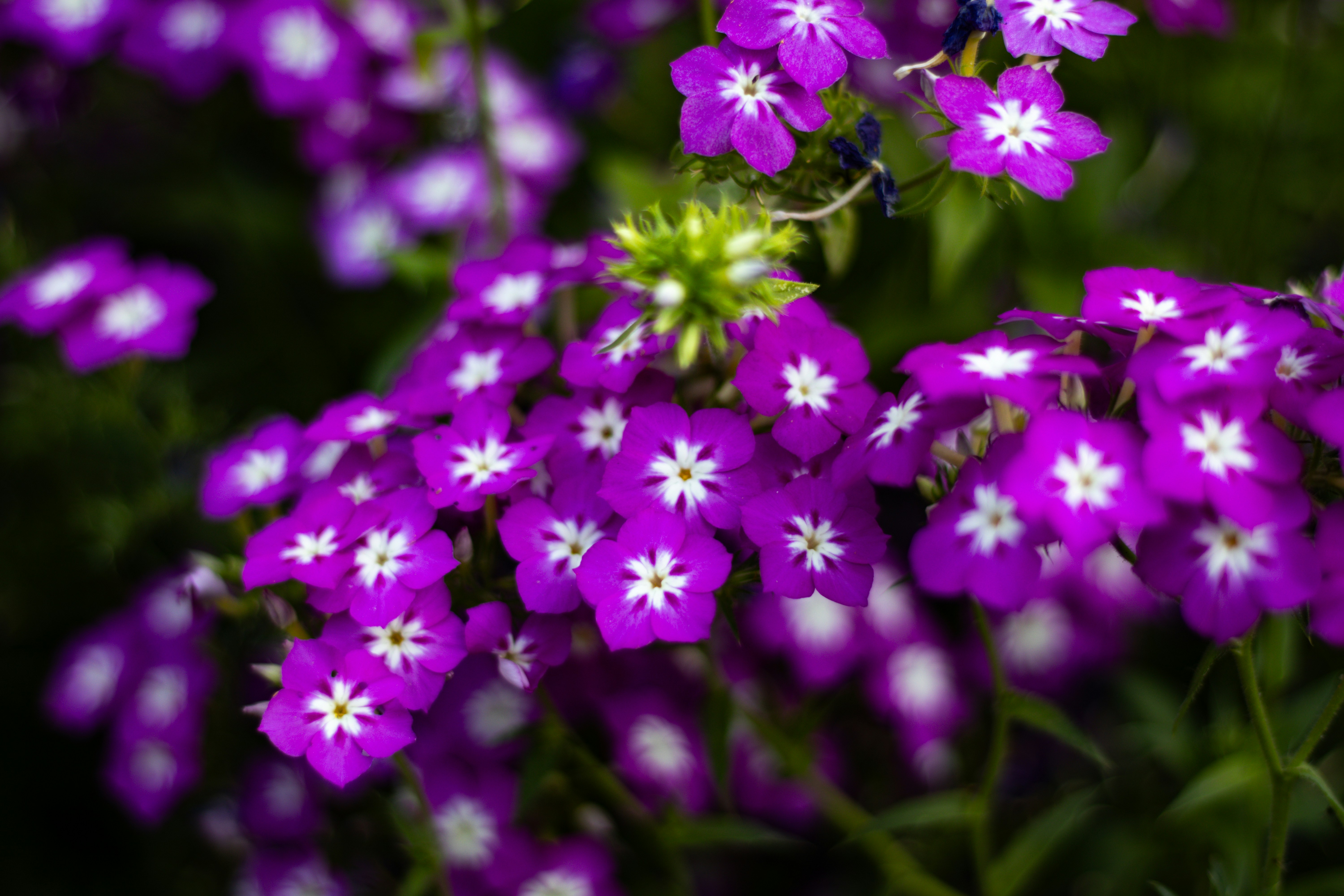 Photo by akshat_jhingran