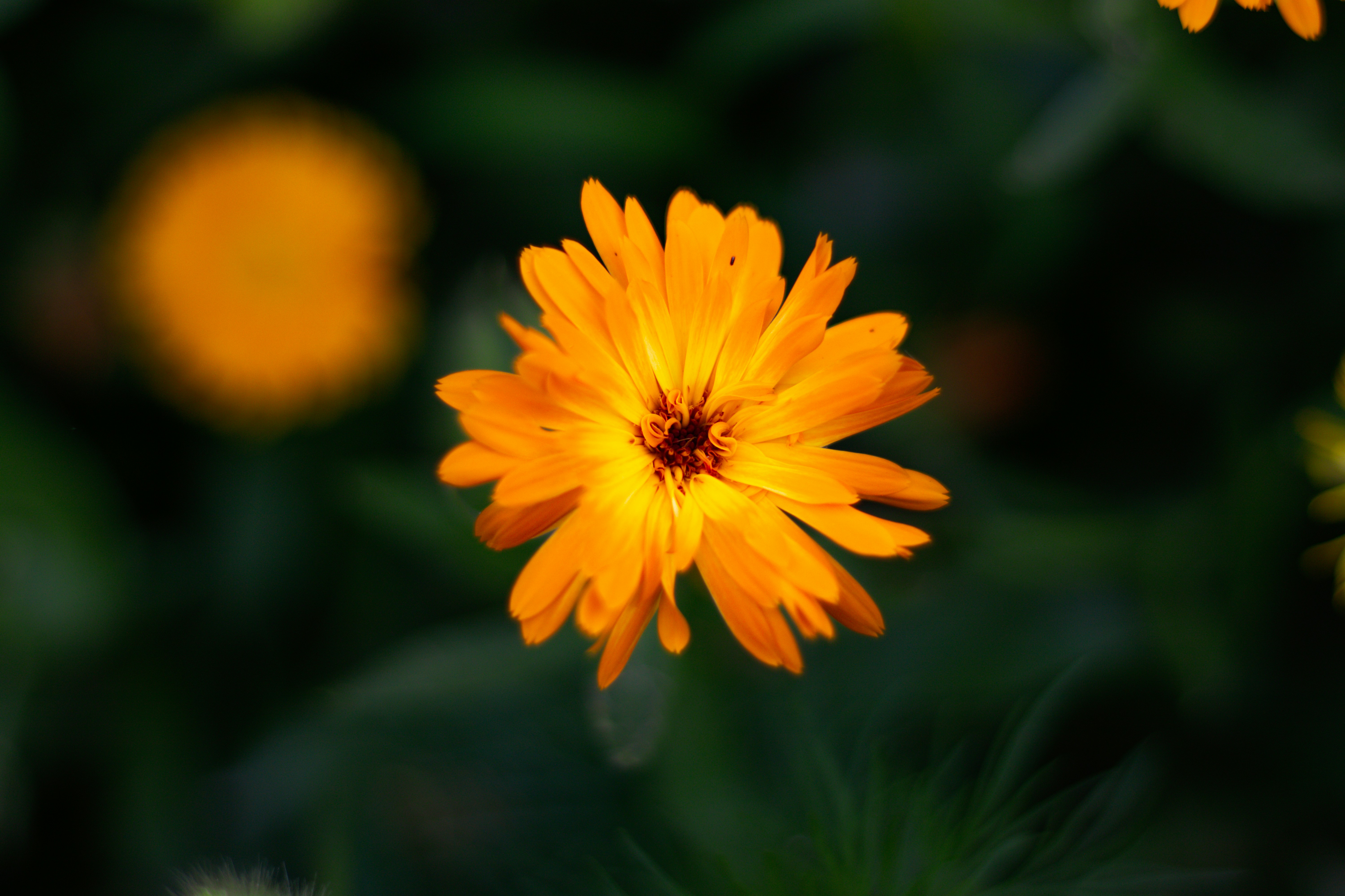 Photo by akshat_jhingran