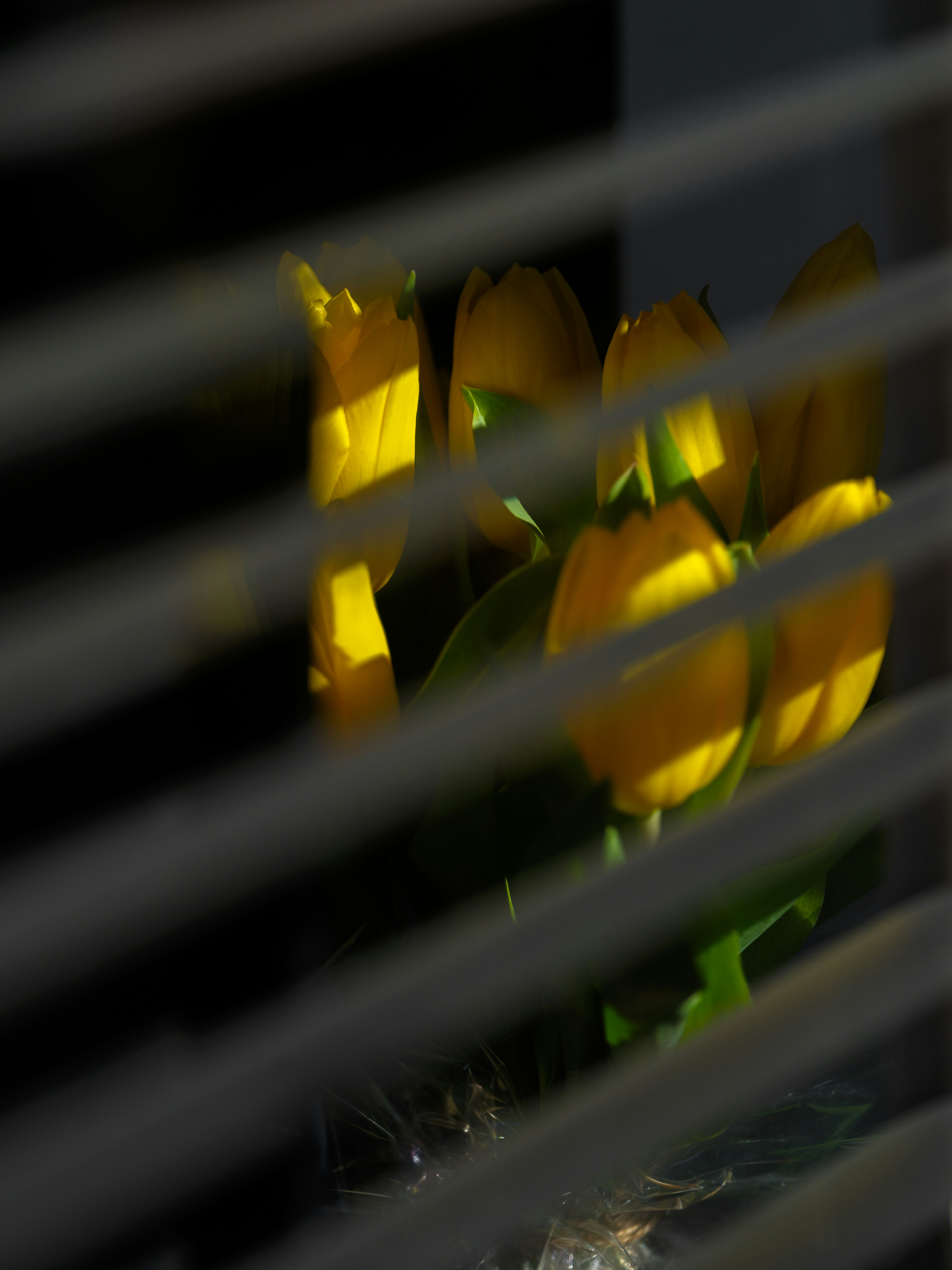 Yellow tulips peek through blinds.