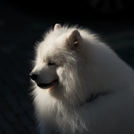 A fluffy white dog basks in sunlight.