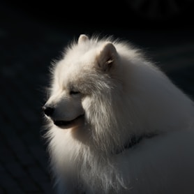 A fluffy white dog basks in sunlight.