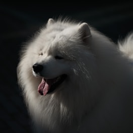 Fluffy white dog in sunlight, symbolizing warmth and gentle support for men’s hair loss