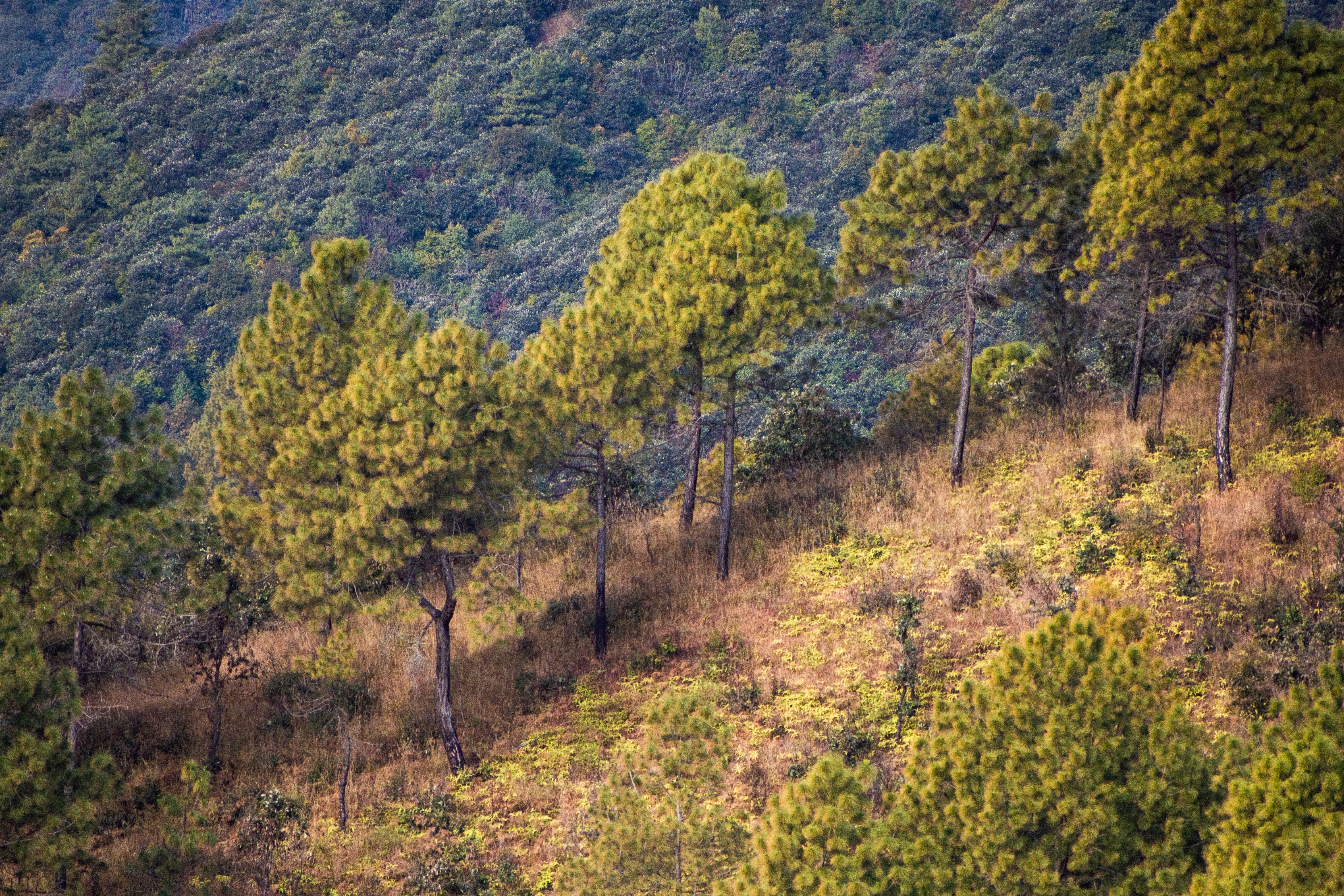 Photo by sanjeev_shakya