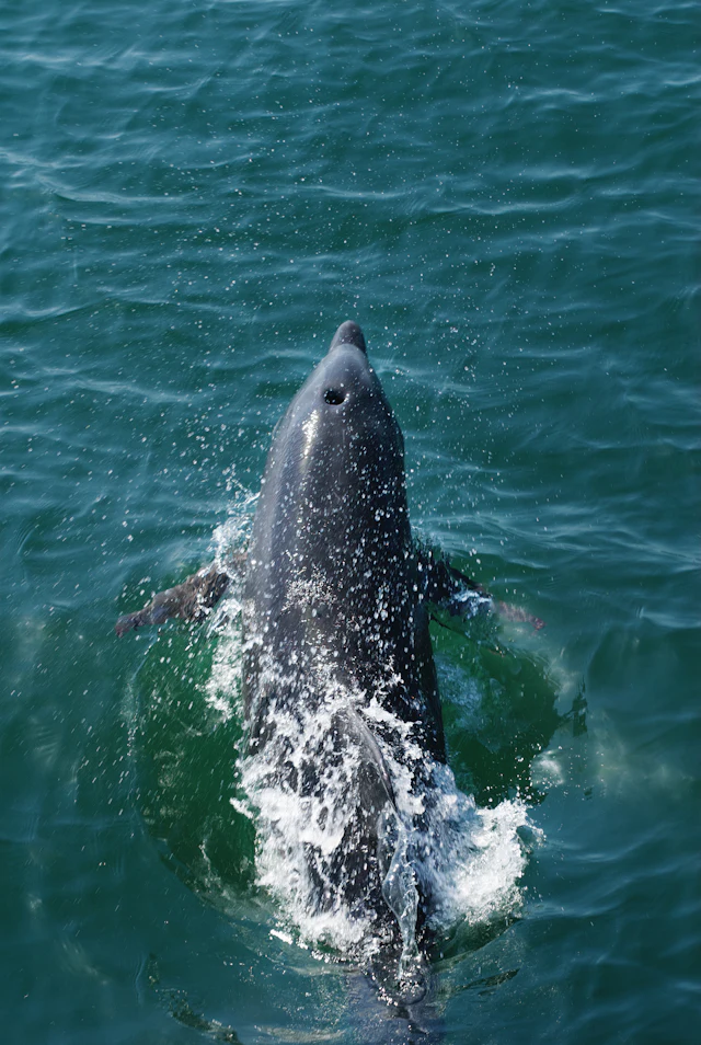 Moray Firth dolphin watching