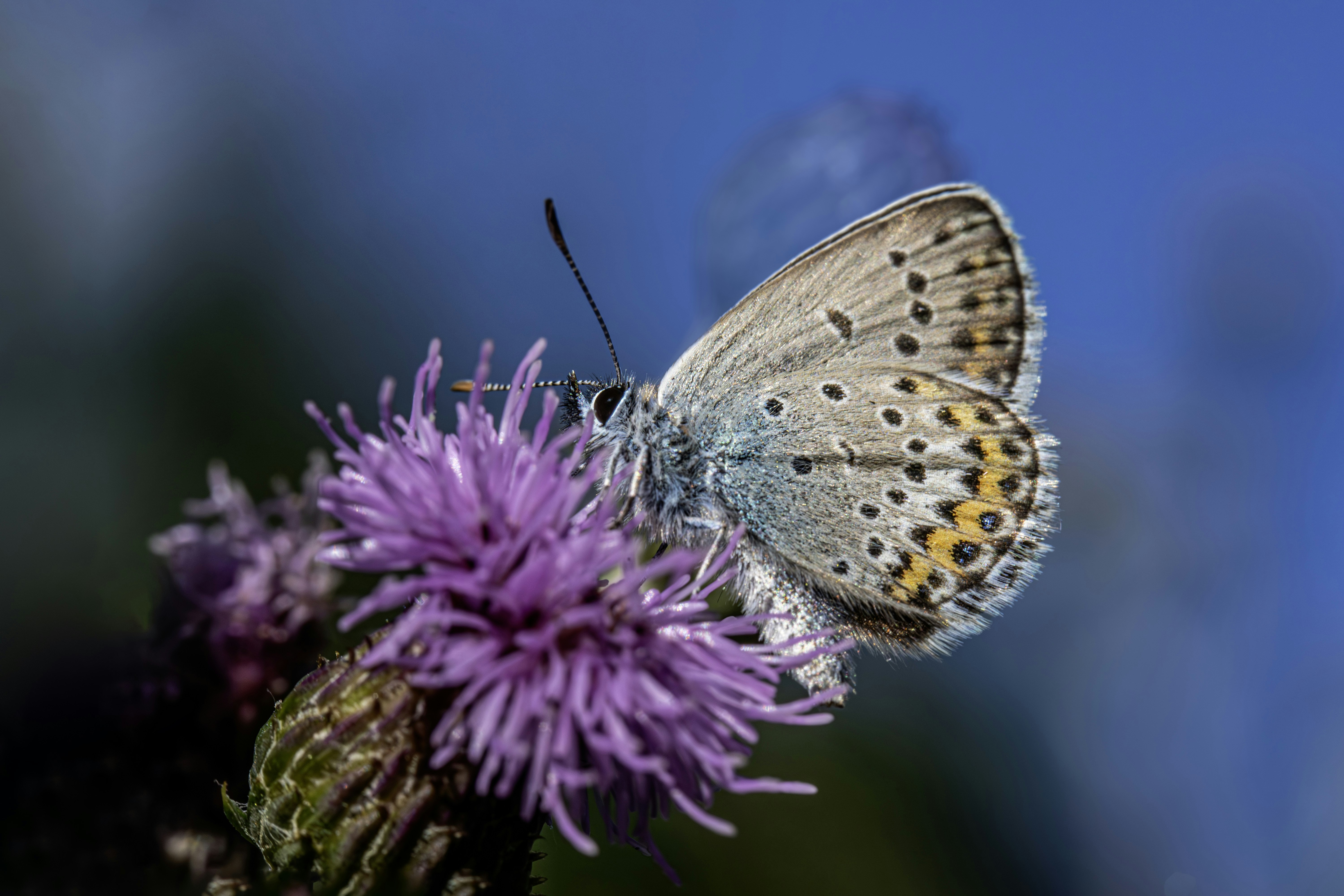 Photo by erik_karits