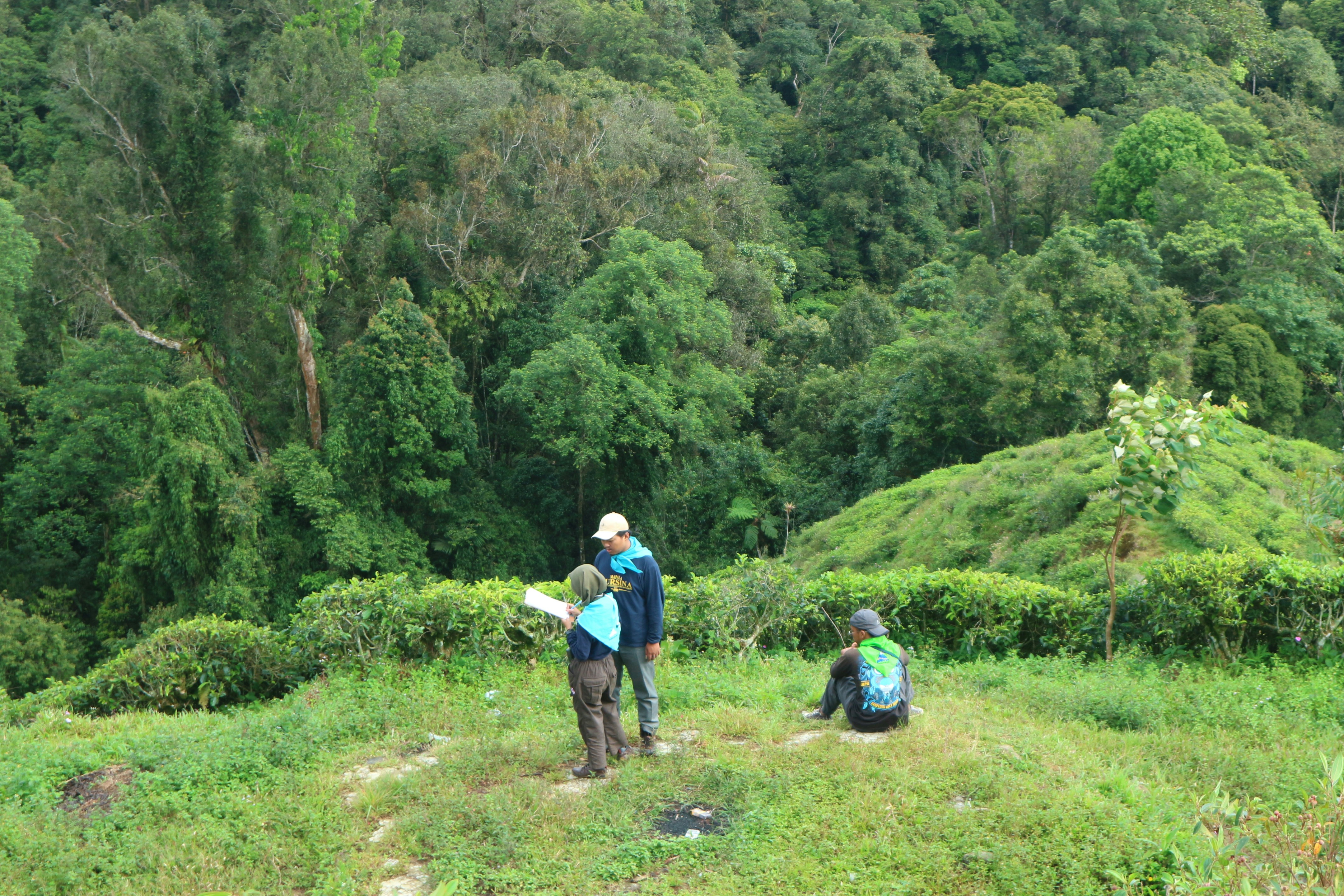 People are observing a lush green forest landscape.