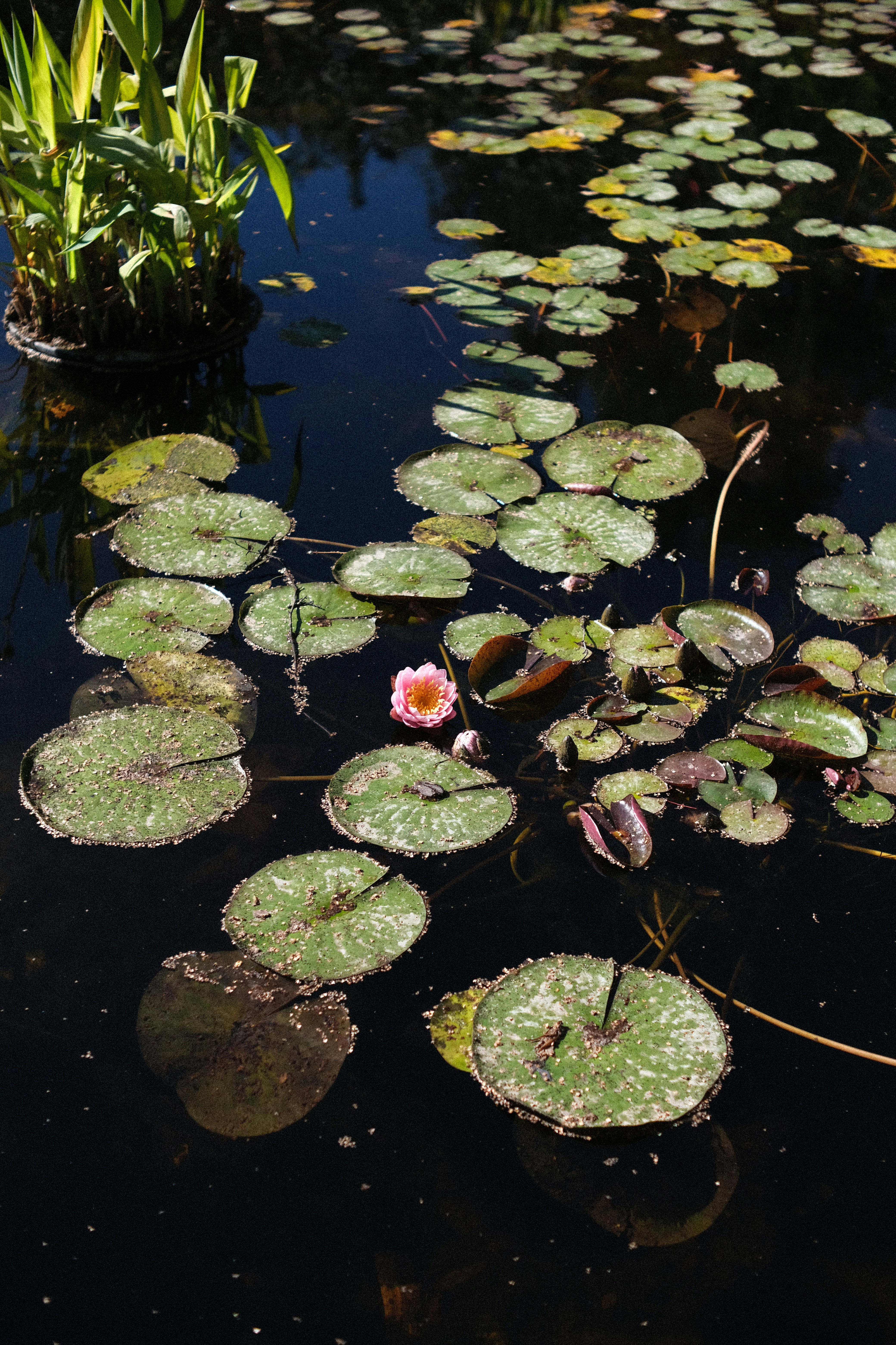 Photo by alekseixagafonov