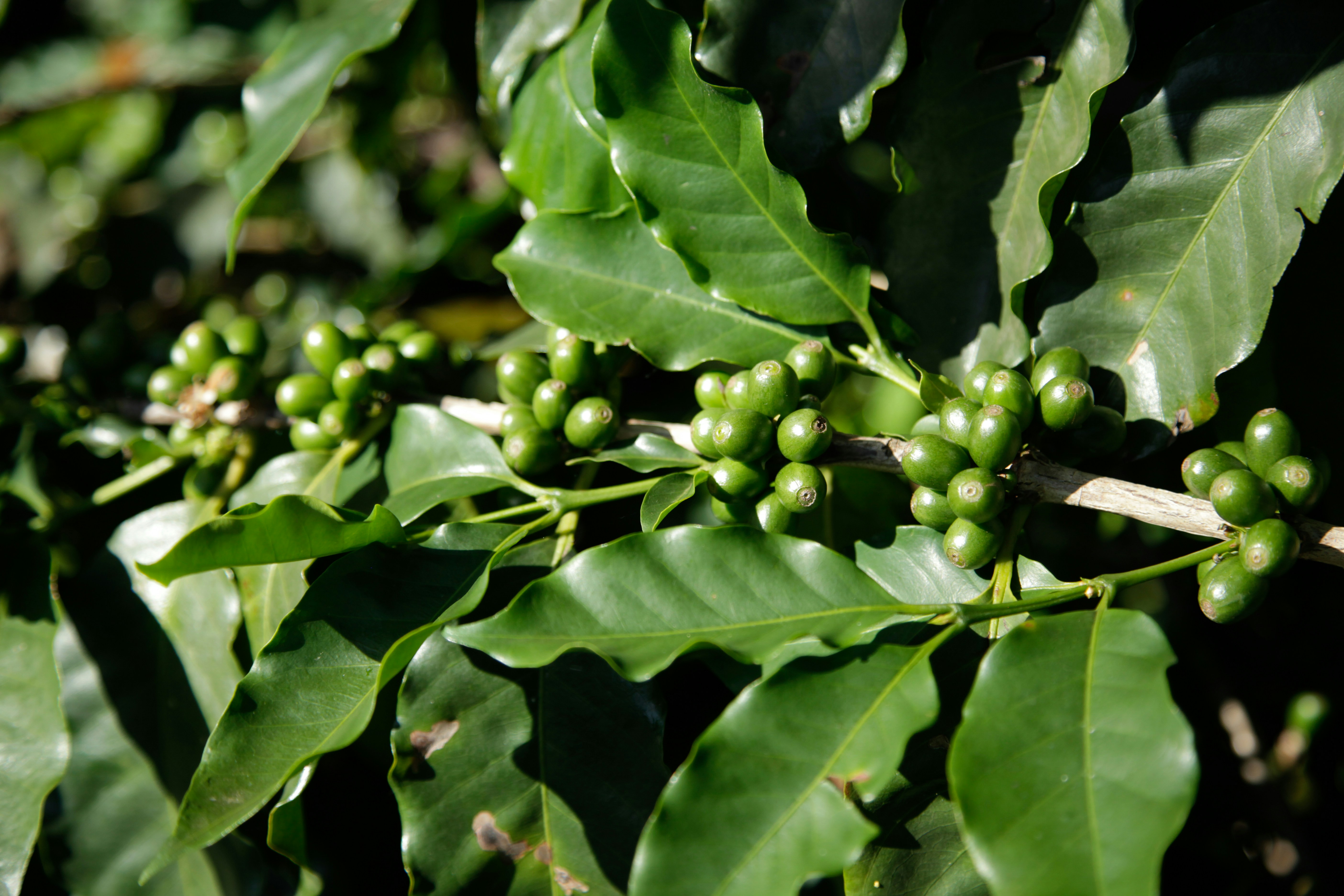 Green coffee beans growing on a branch.