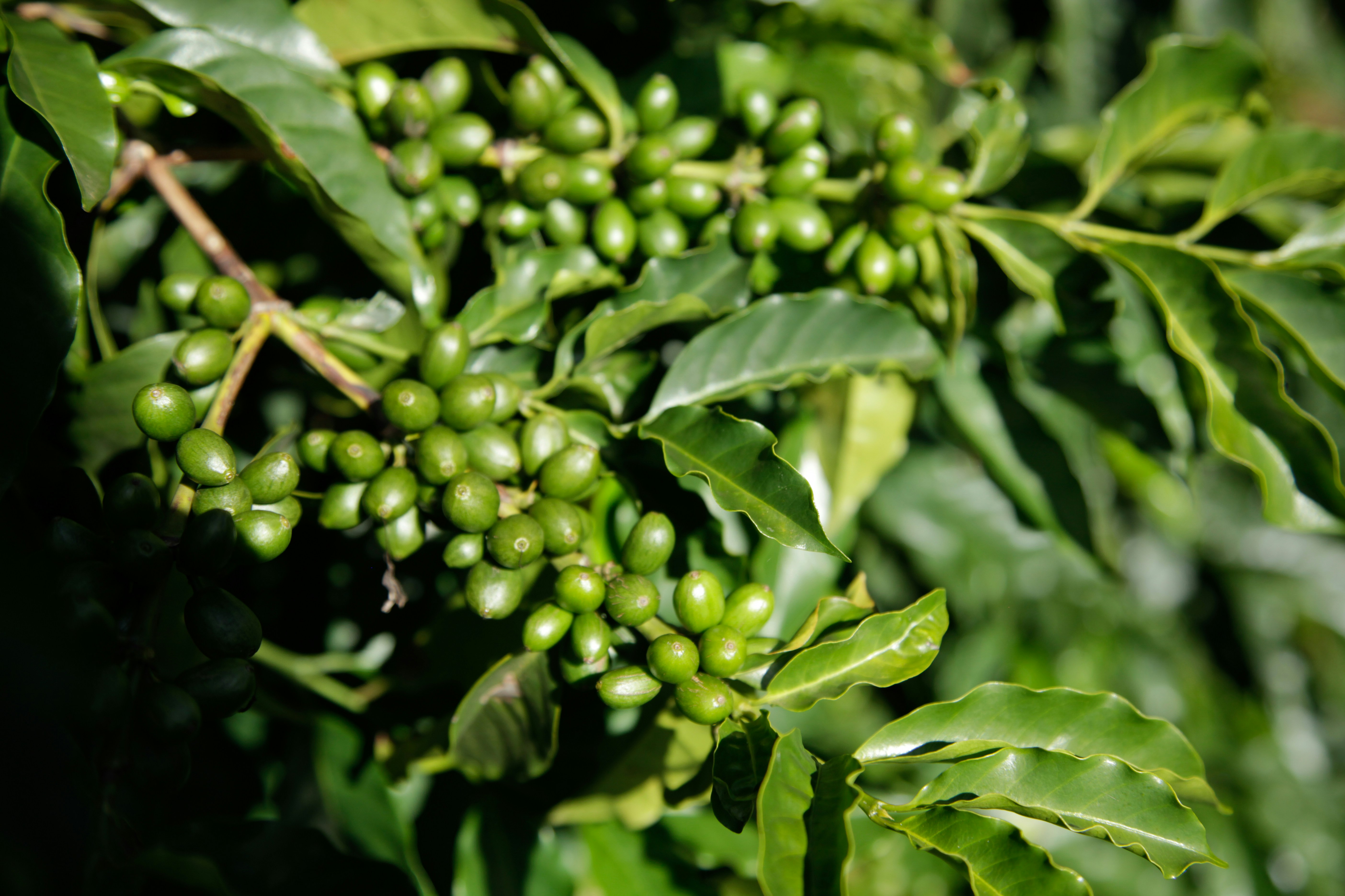 Photo by projetocafegatomourisco