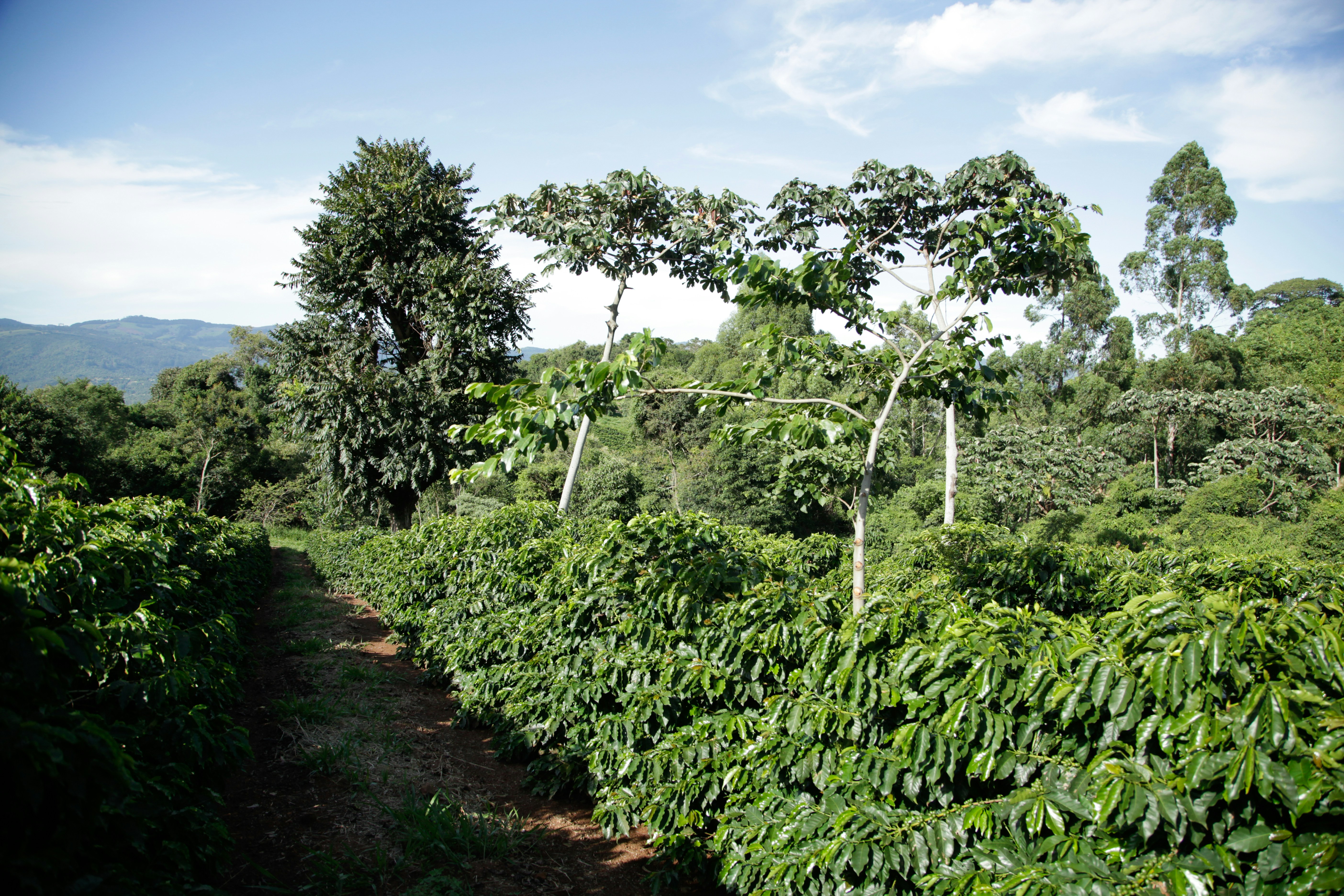 Photo by projetocafegatomourisco