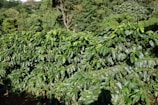 Coffee plants grow in a dense green field.