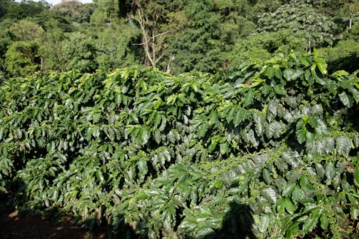 Coffee plants grow in a dense green field.