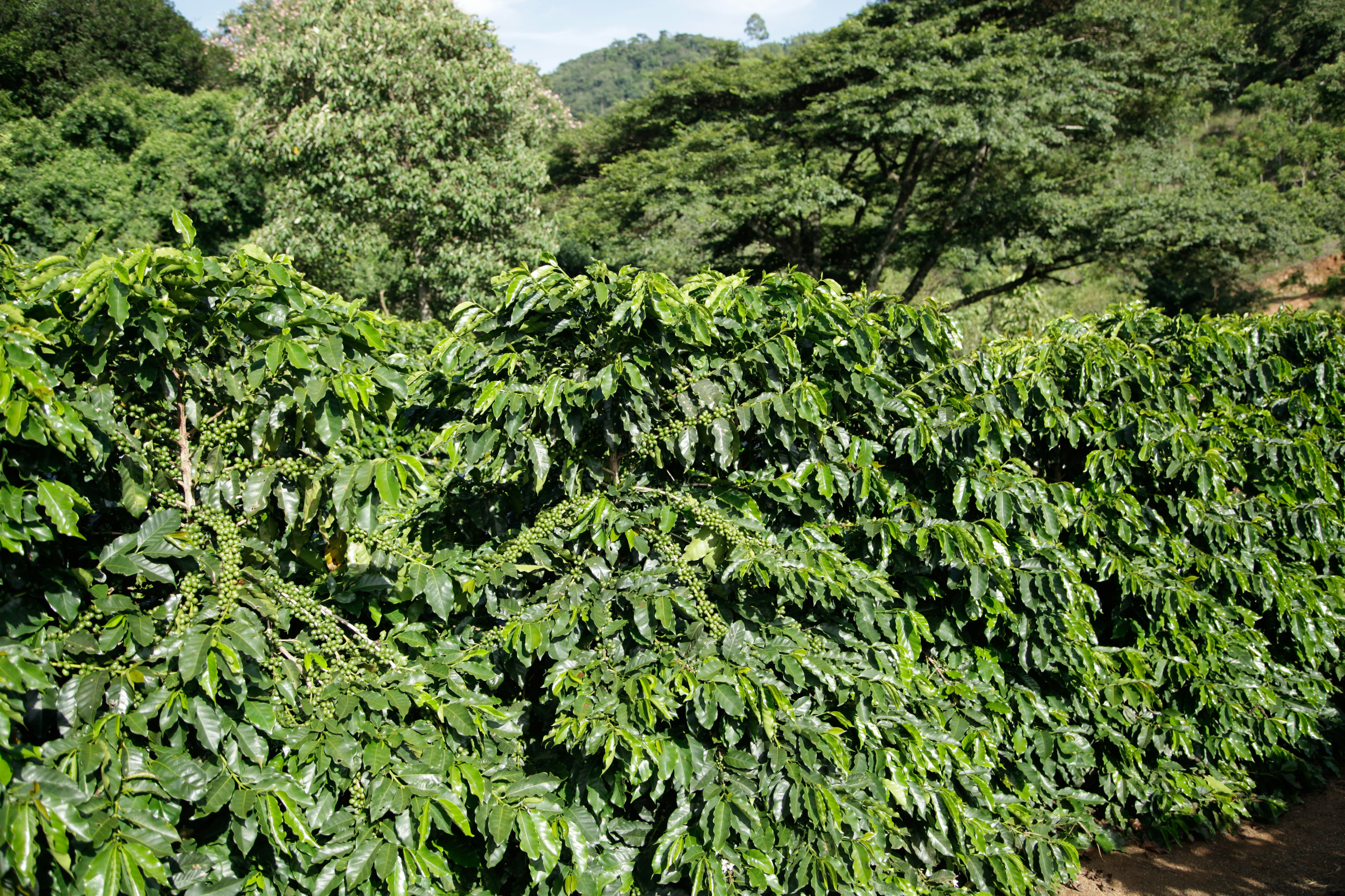 Photo by projetocafegatomourisco