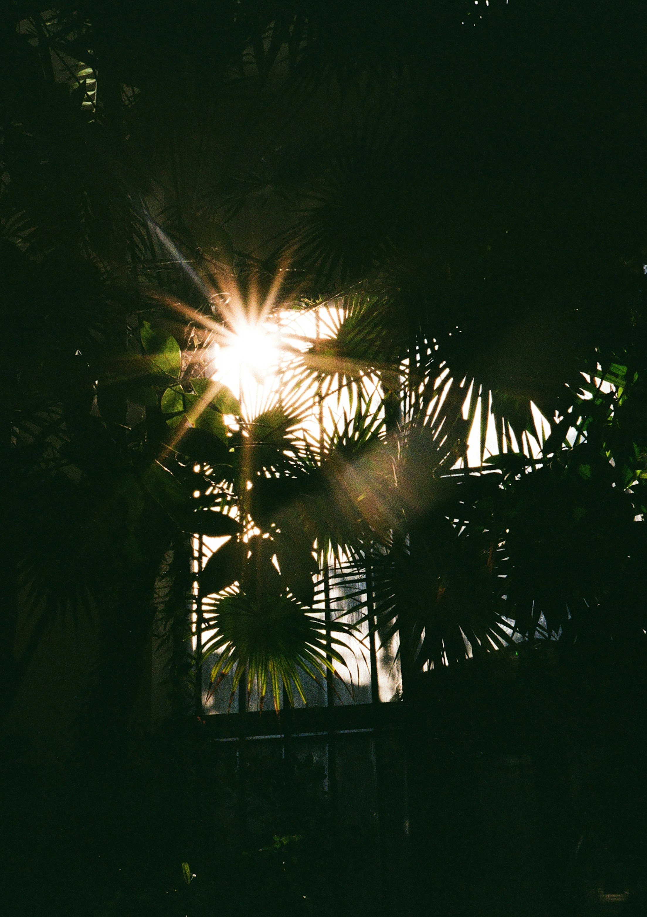 Sunlight shines through the leaves of the plant.