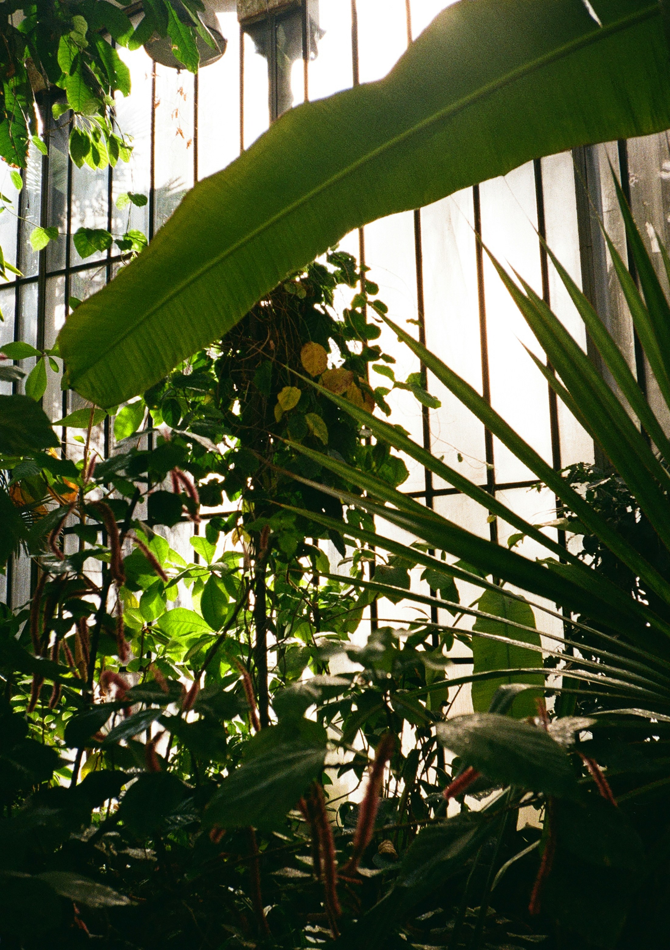 Lush foliage thrives in a bright, sunlit greenhouse.