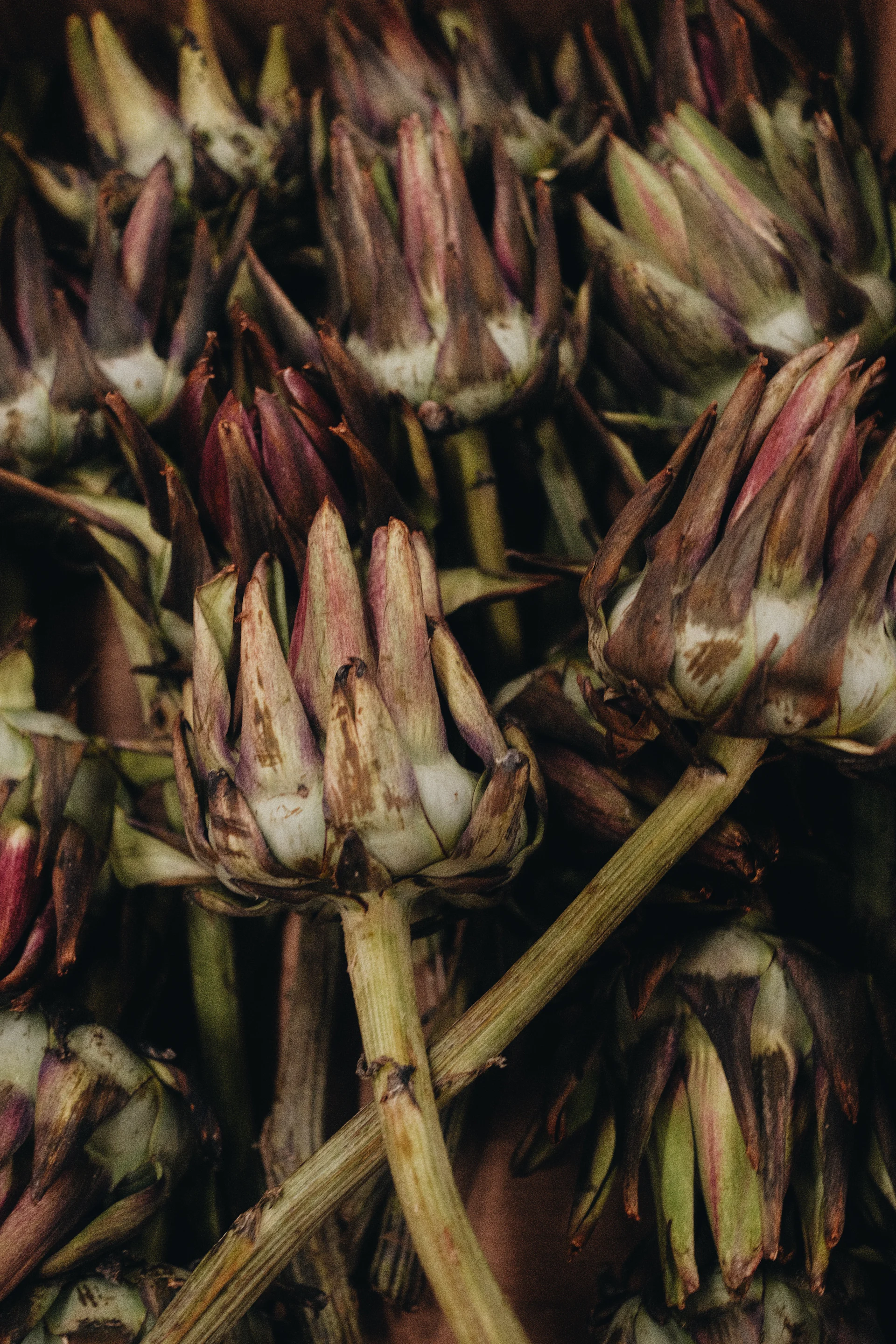 Carciofi accatastati, gambi e brattee ancora coperti di polvere.