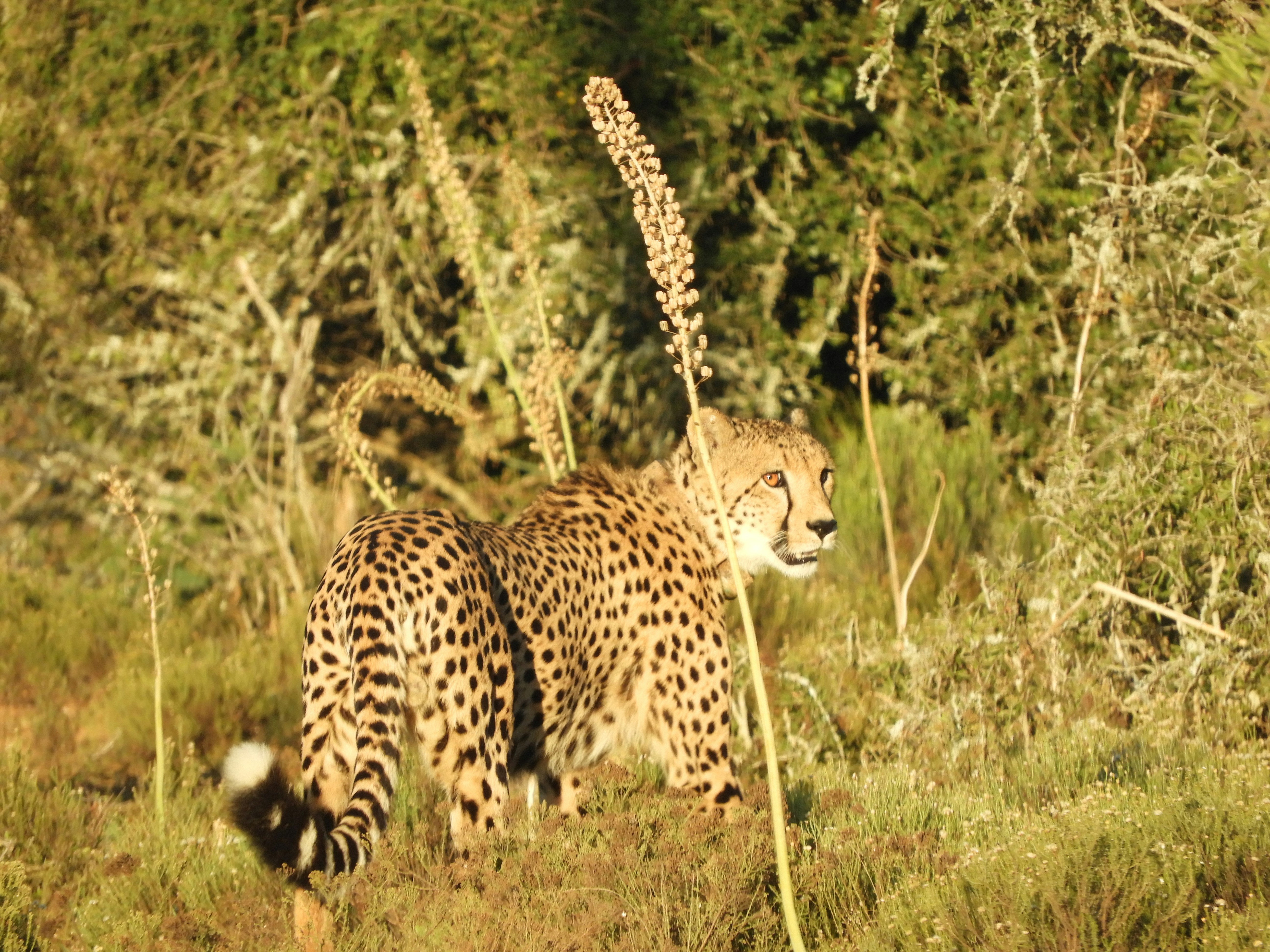 Tails That Talk (image credits: unsplash)