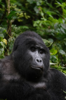 A silverback gorilla contemplates amidst lush foliage.