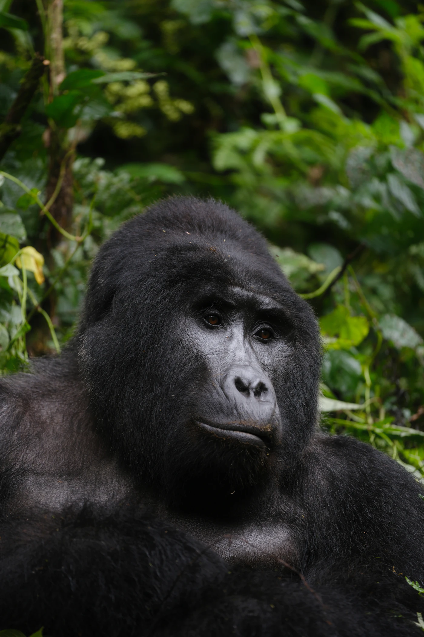 Volcanoes National Park